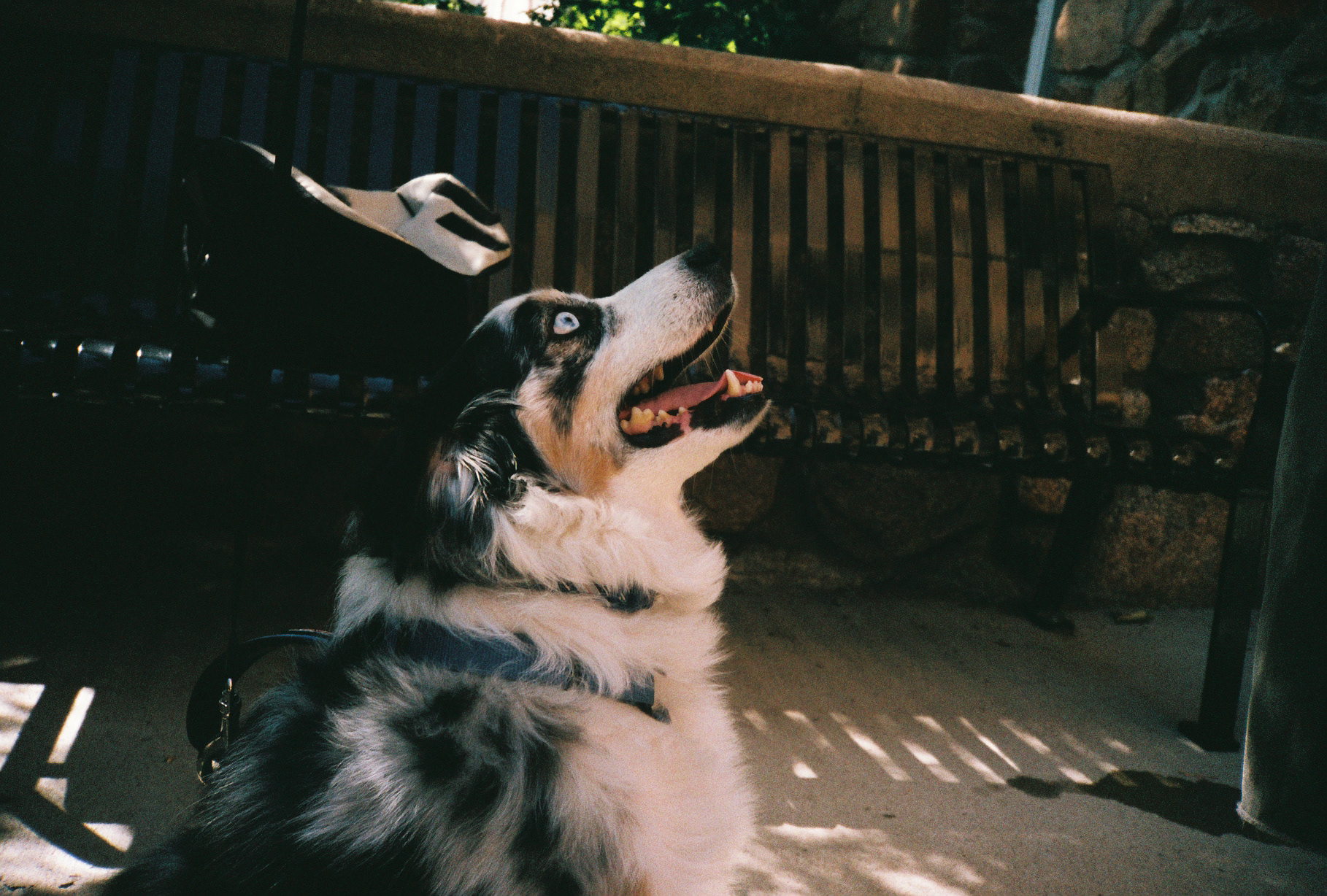 A dog spotted in Boulder, CO