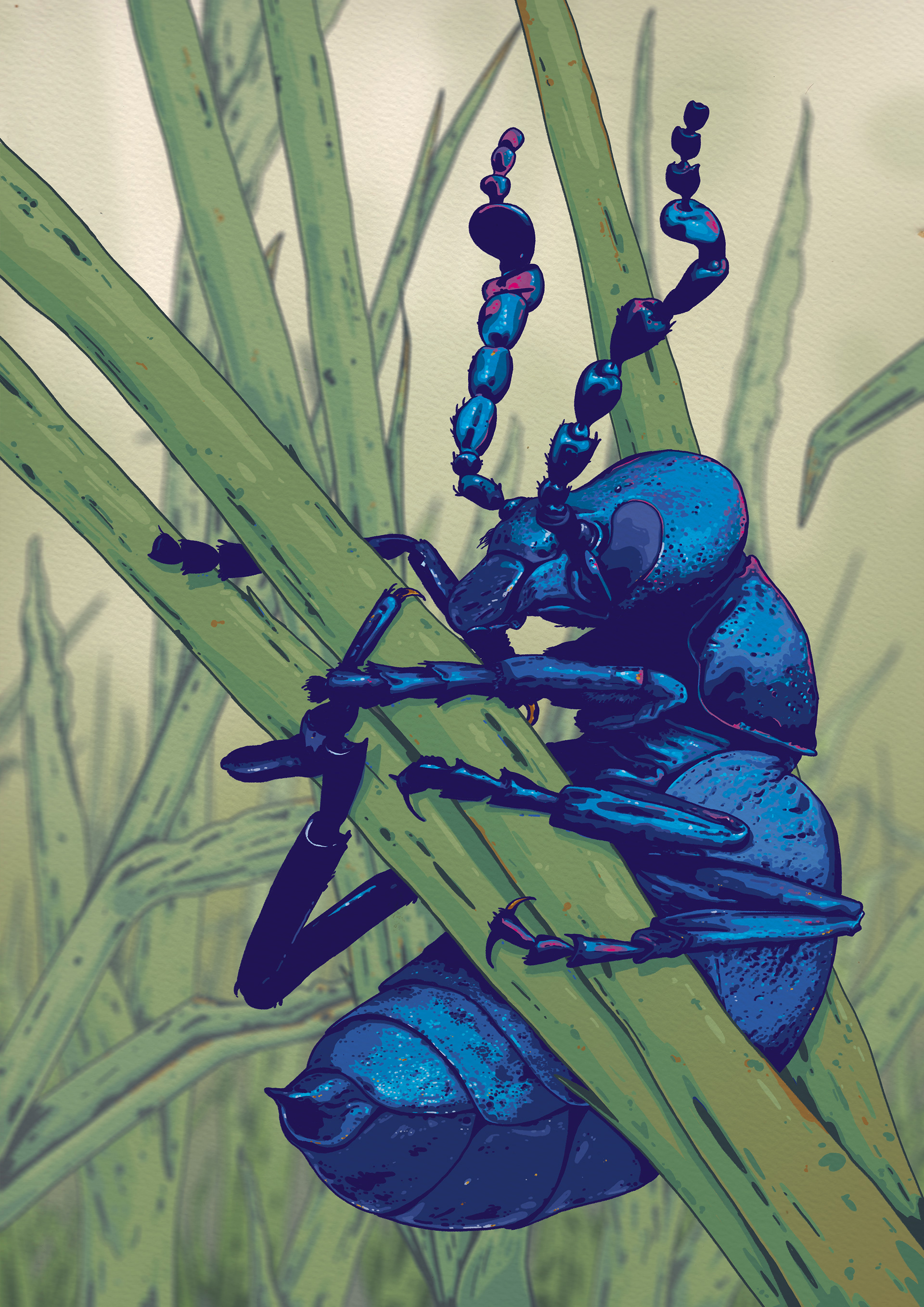Black Oil Beetle (2021)