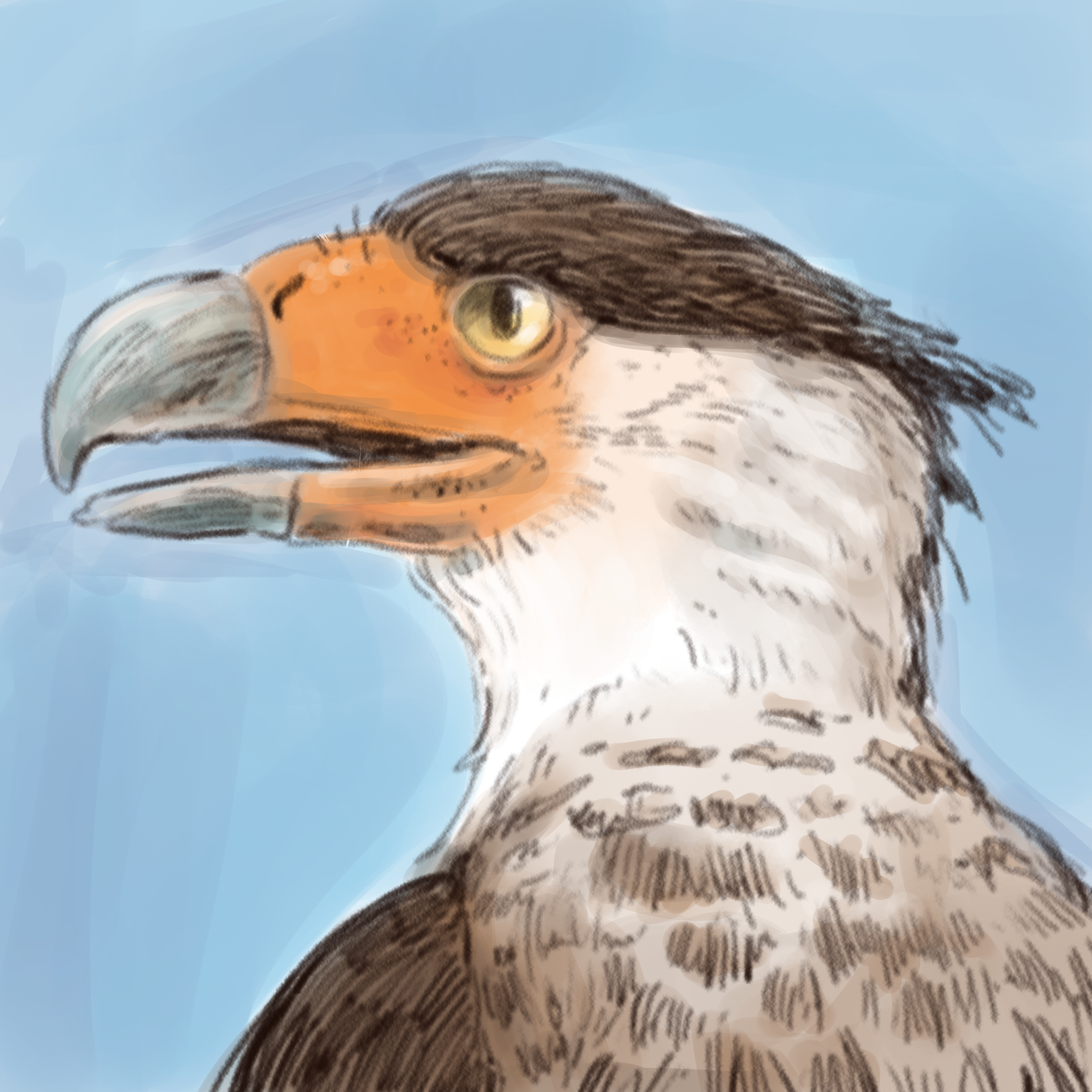 Crested Caracara (2019)