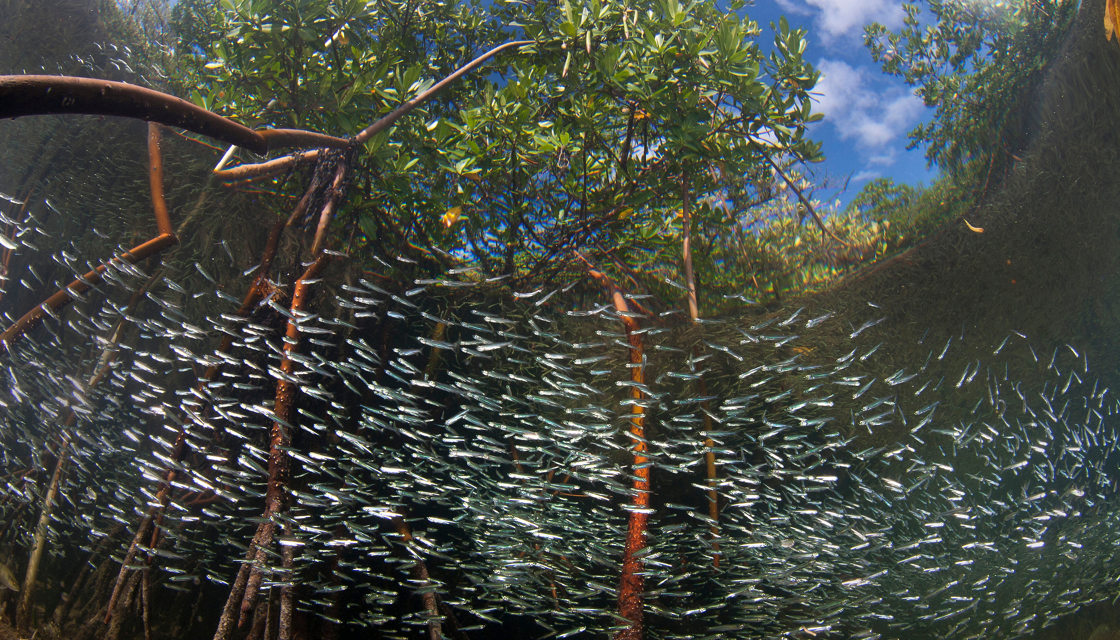 The great Florida mangroves and wildlife serve as inspiration for the design parti