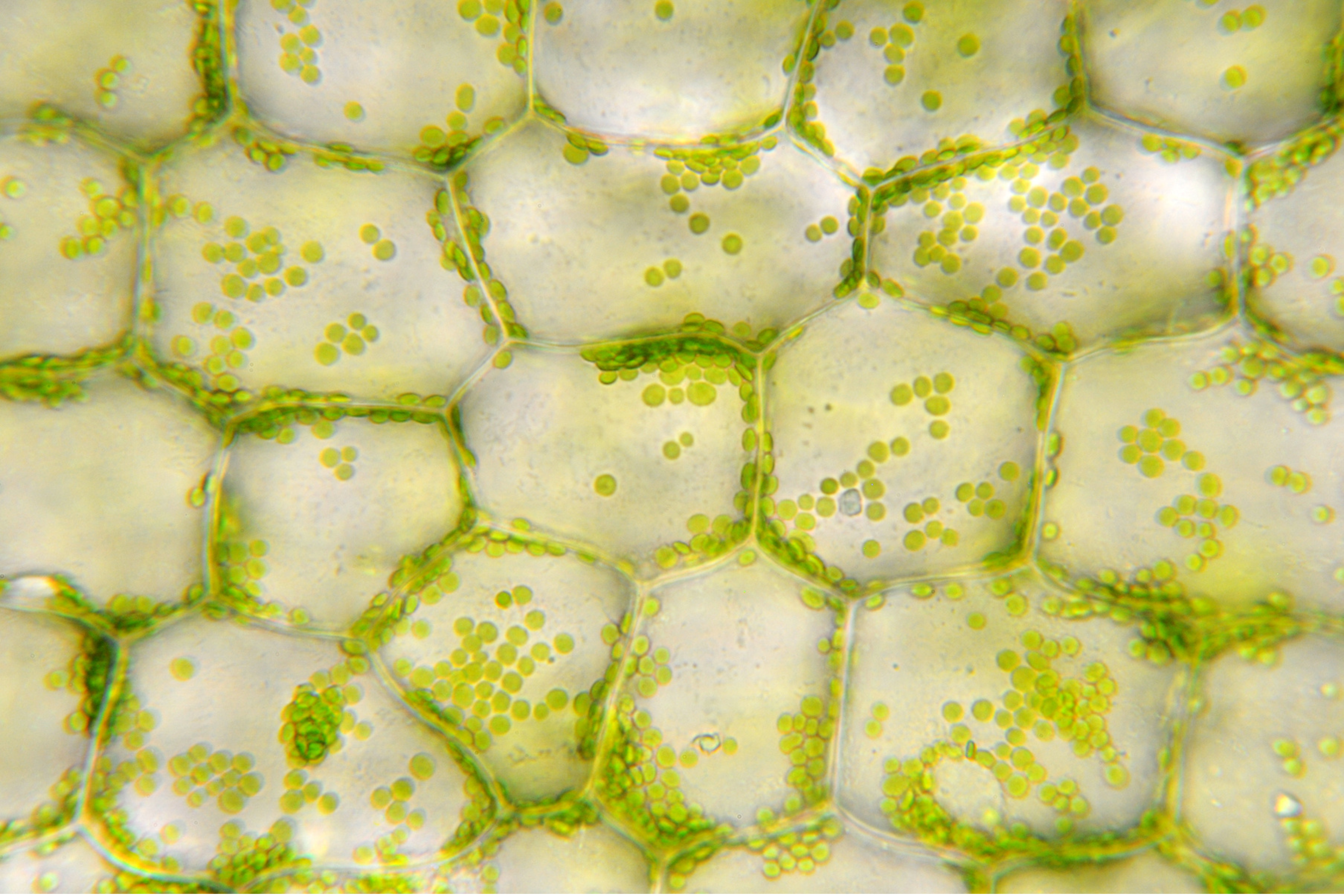 A closer look at plant cell structure creates an idea for a 'Cell for Urban Living'