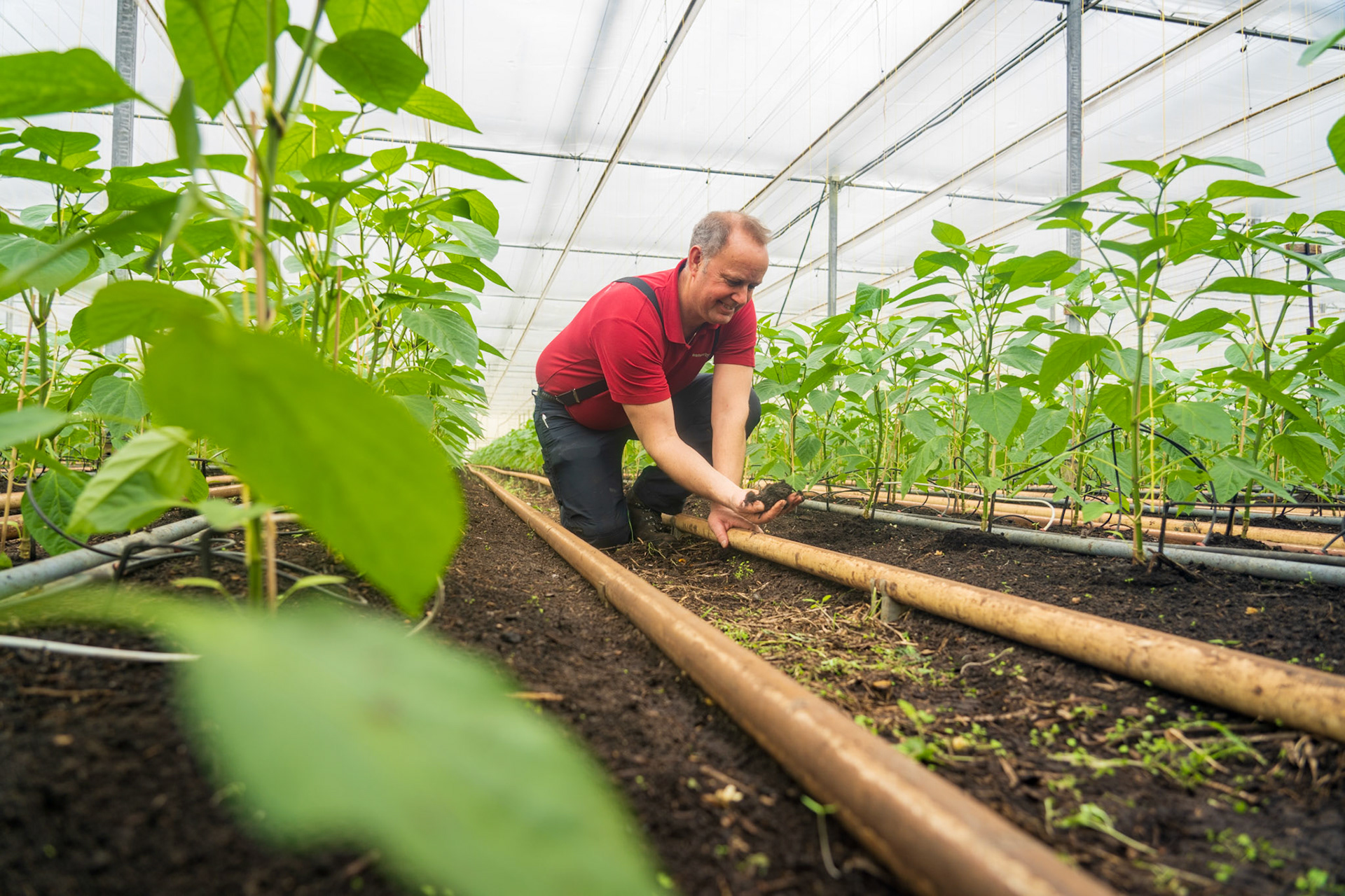 Framer at 'Natuurlijk Tomaat' in DongenHenriëte van den Hoek