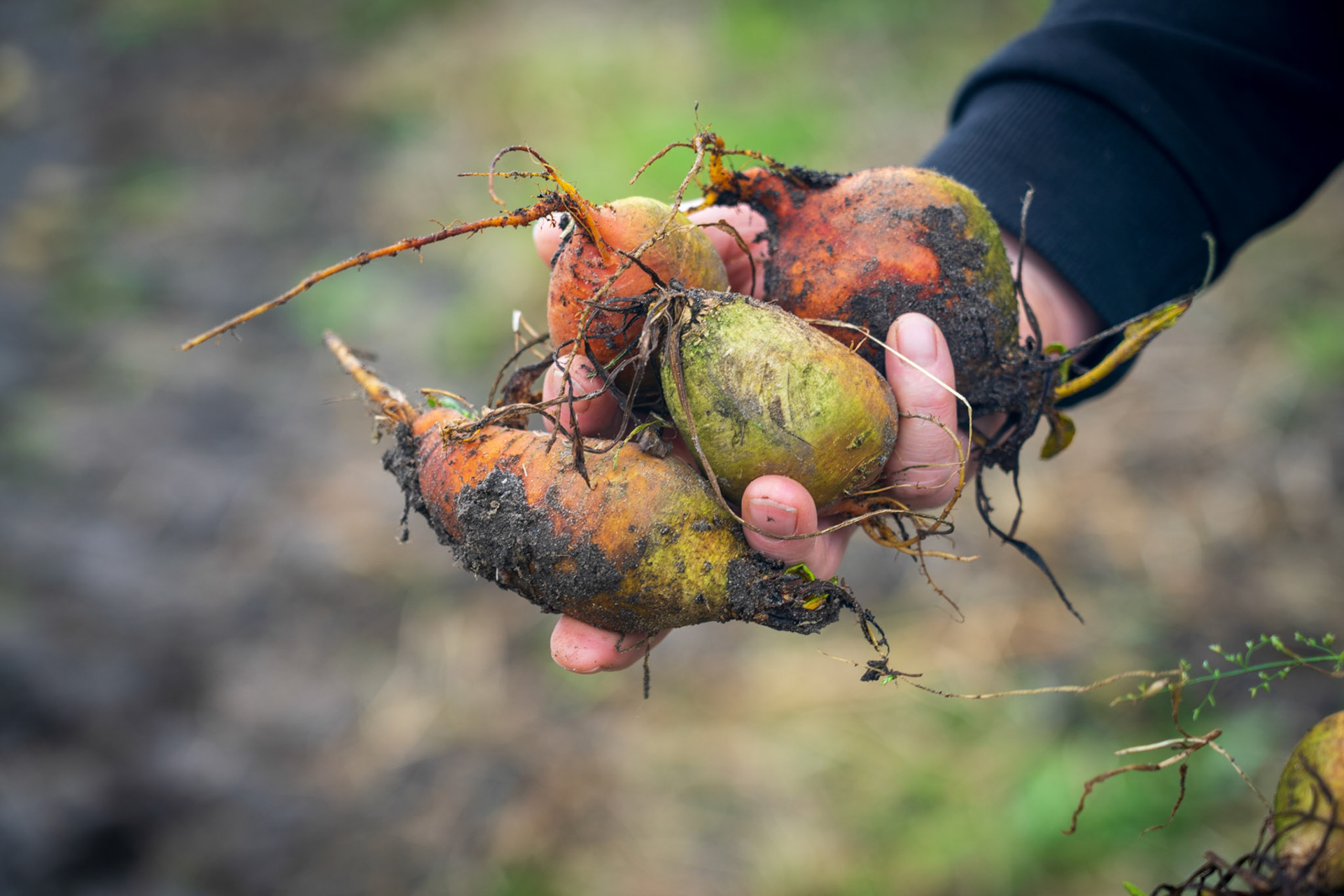 Natuurlijk Tomaat / DongenHenriëte van den Hoek