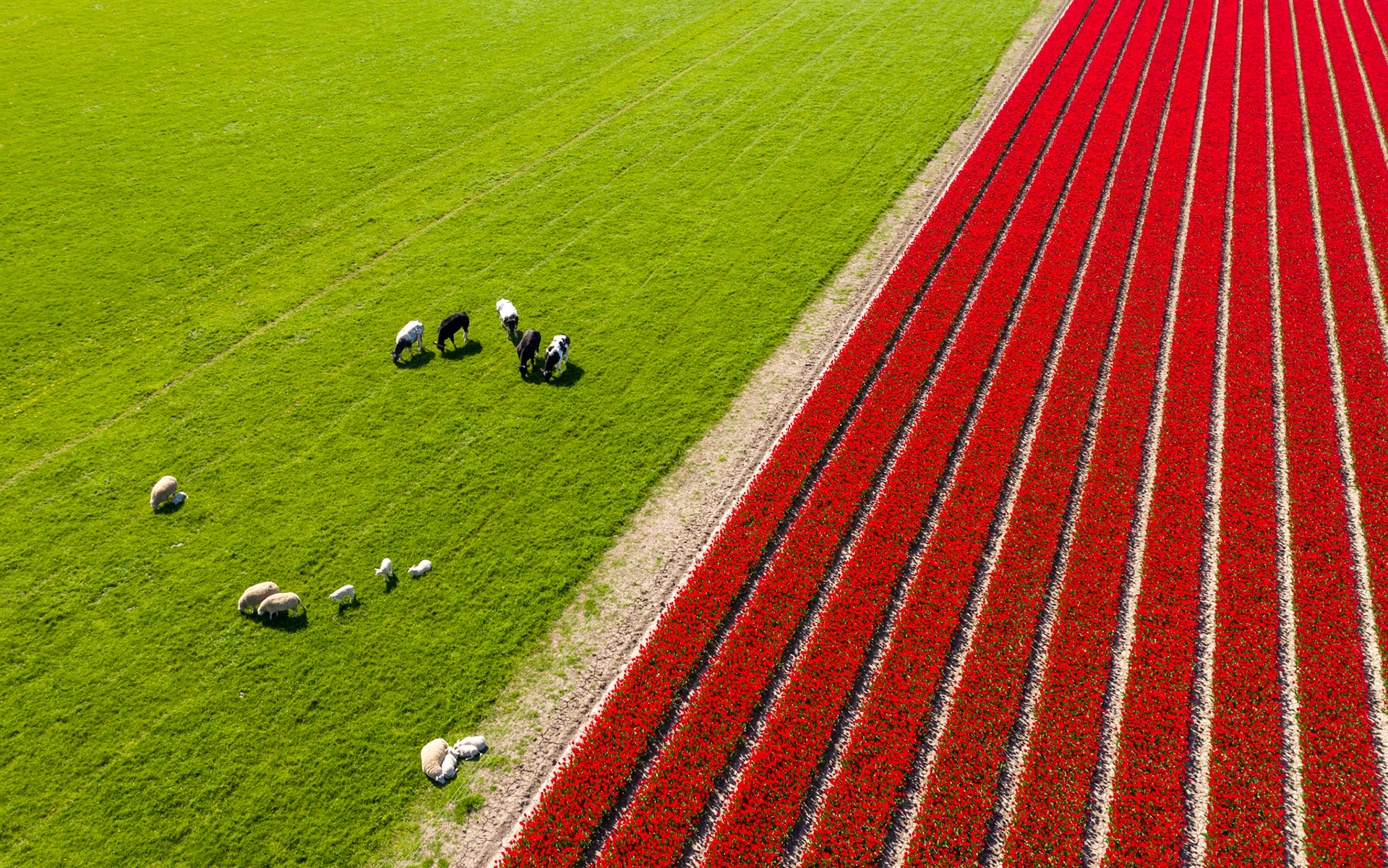 In the spring, the Dutch landscape changes into a colorful spectacle of lines with newborn lambs on the grassland and red tulips in full bloom.