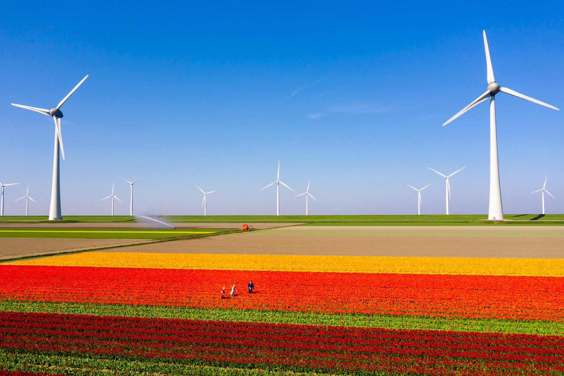 Checking tulip fields with windmills in a typical Dutch landscape
