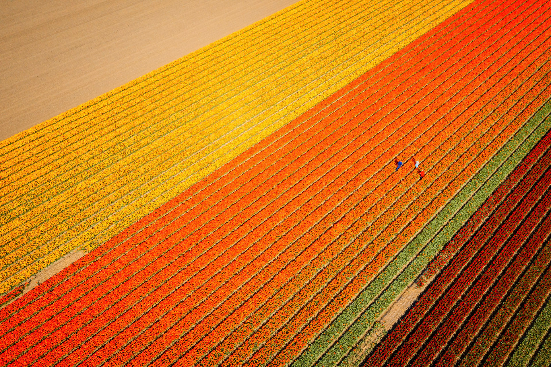 Checking tulip fields with windmills in a typical Dutch landscape