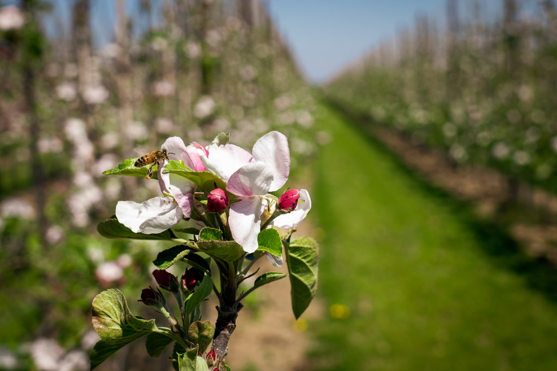 De fruitbomen in de Betuwe staan weer in volle bloei. Foto: Robbert Frank Hagens / HH