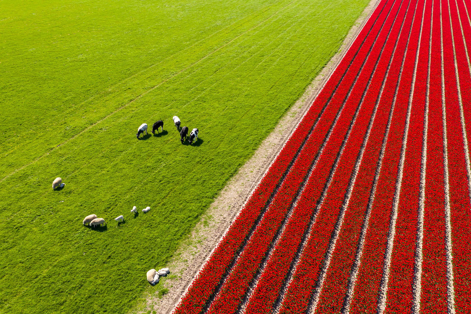 In the spring, the Dutch landscape changes into a colorful spectacle of lines with newborn lambs on the grassland and red tulips in full bloom.