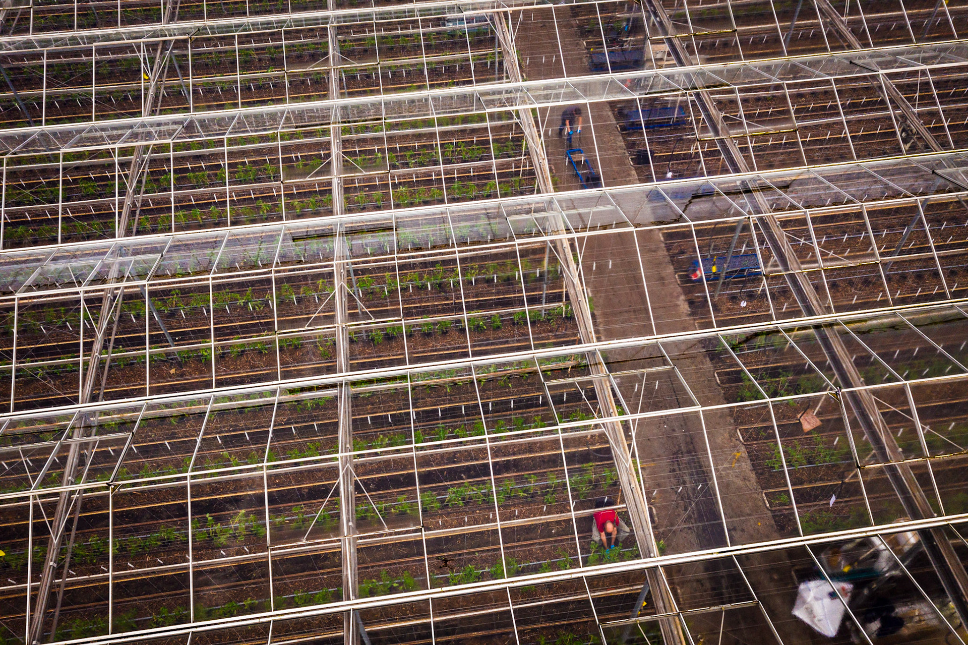 The greenhouses of the Dutch tomato farmer Henriëtte van den Hoek are completely circular. The soil has been cleaned and no chemical pesticides and fertilizers are used anymore. Heat, CO2 and electricity are generated in their own cogeneration, which also supplies 1,500 households with electricity.