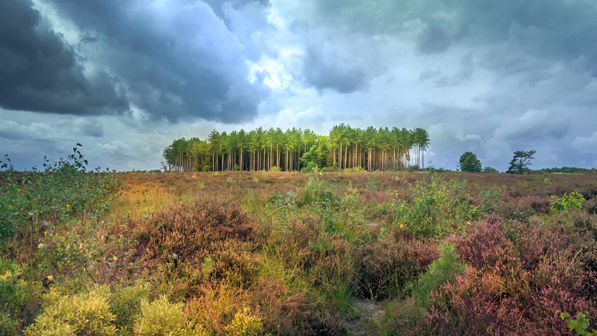 Stukje bos van 'de teut' in Zonhoven net voor de regenbui.A part of the forrest 'De Teut' in Zonhoven, just before the rain.
