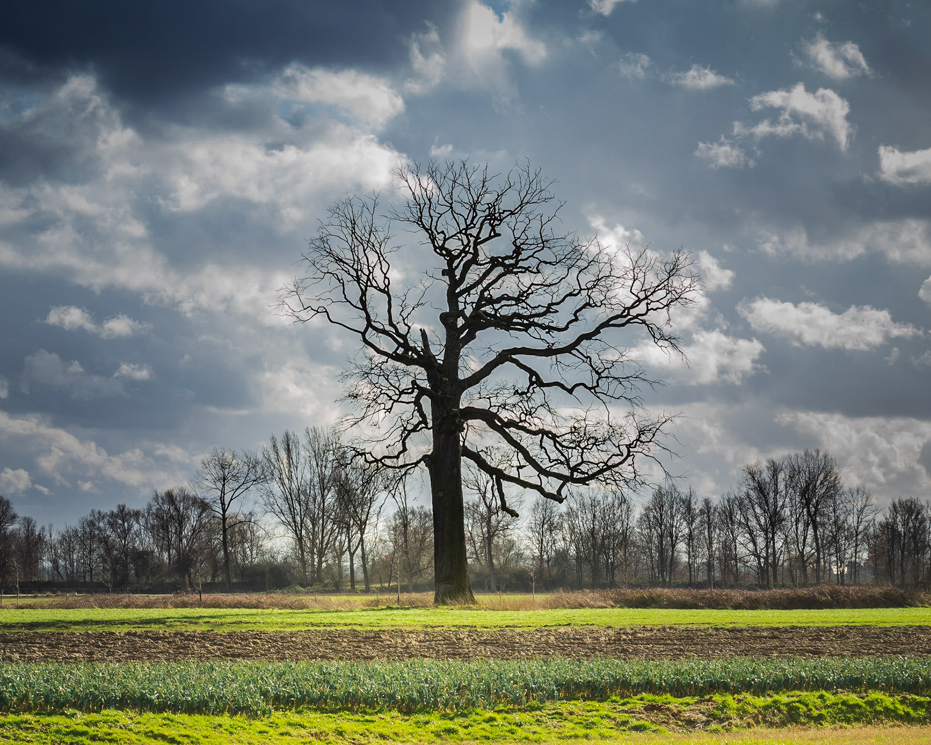 The apparently dead tree.