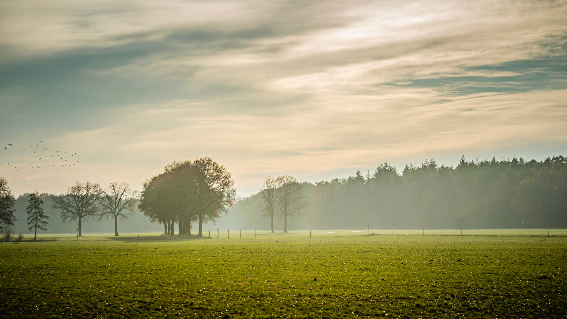 Open landschap in de avondzon.