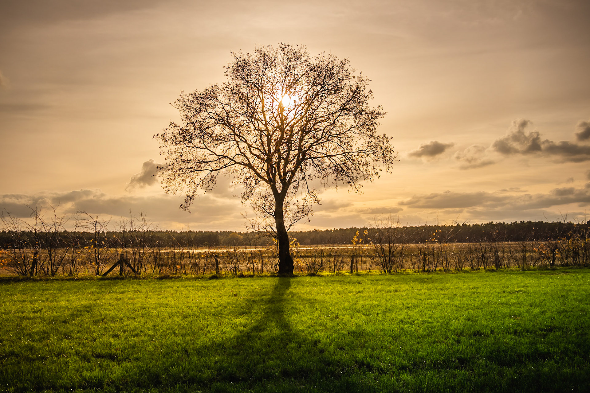 Een eenzame boom op de Blekerheide in de avondzon.