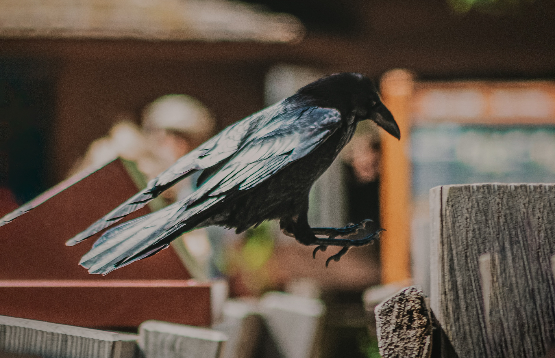 A crow landing