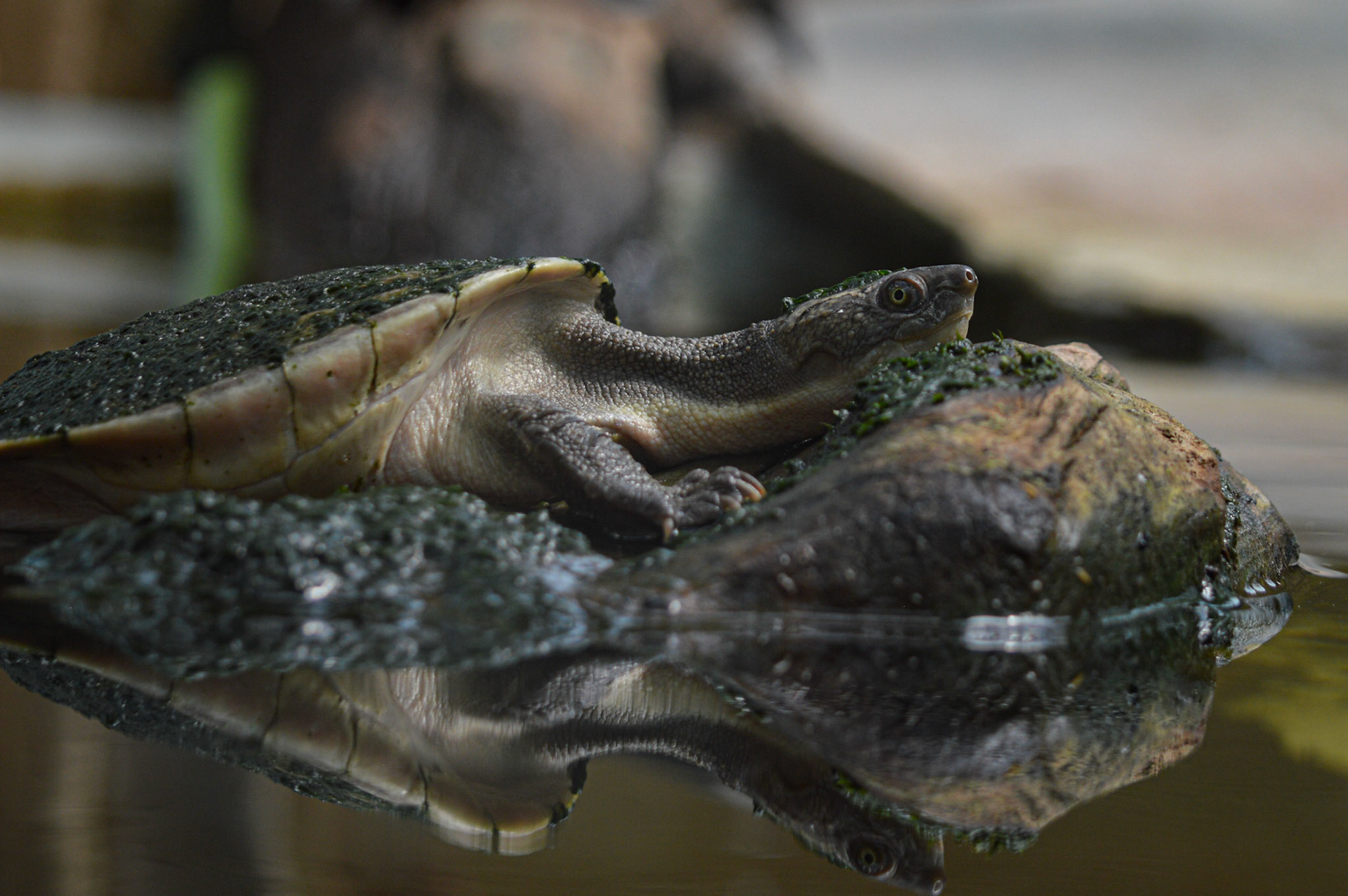 TROPIQUARIUM DE SERVION
