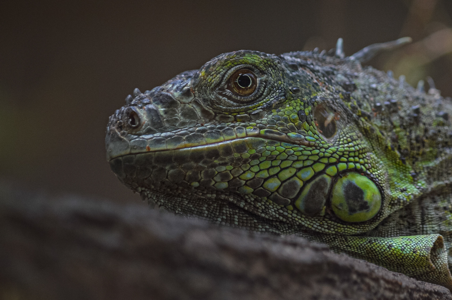 Iguana iguana