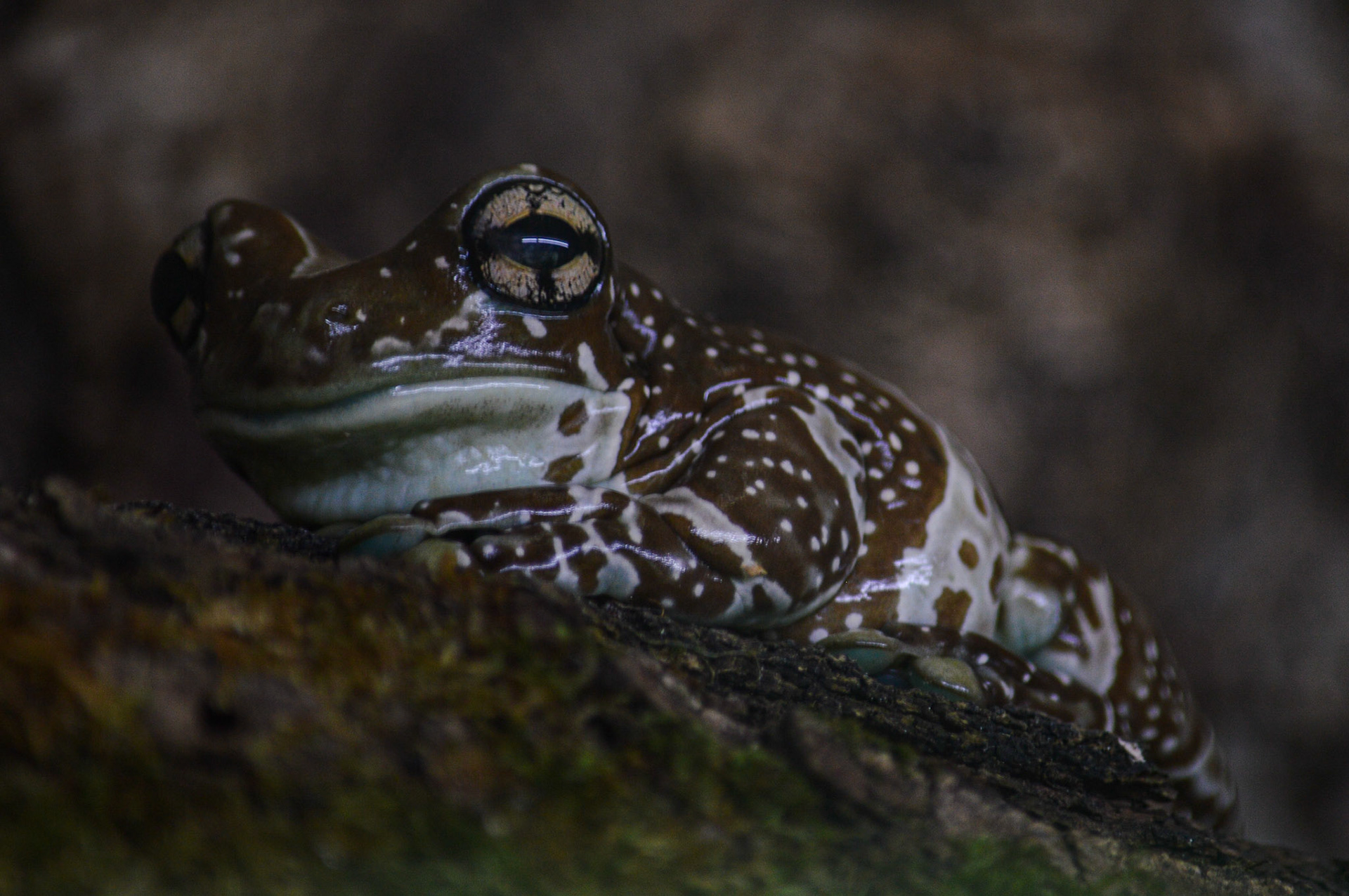 TROPIQUARIUM DE SERVION