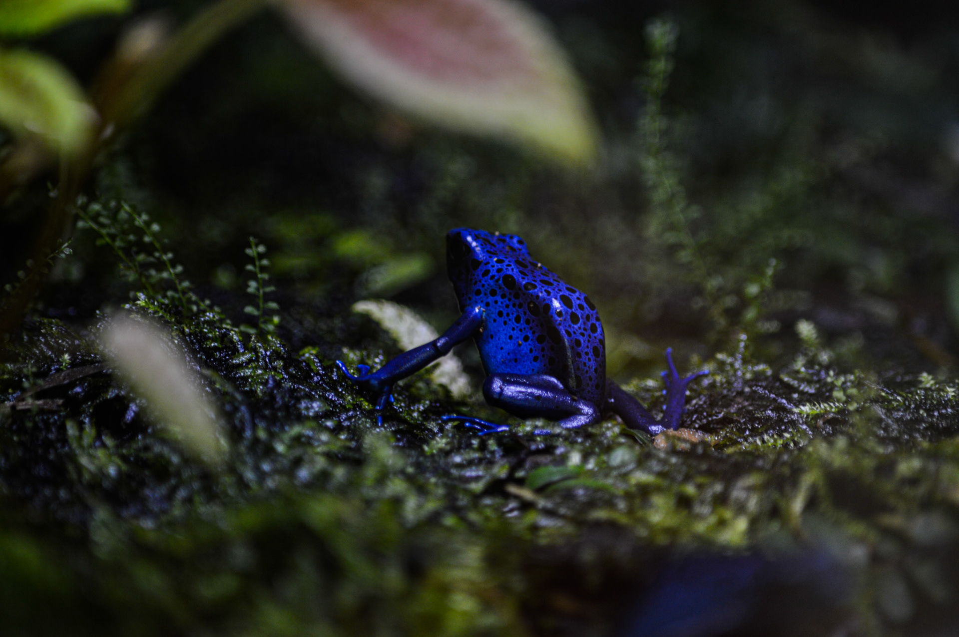 TROPIQUARIUM DE SERVION