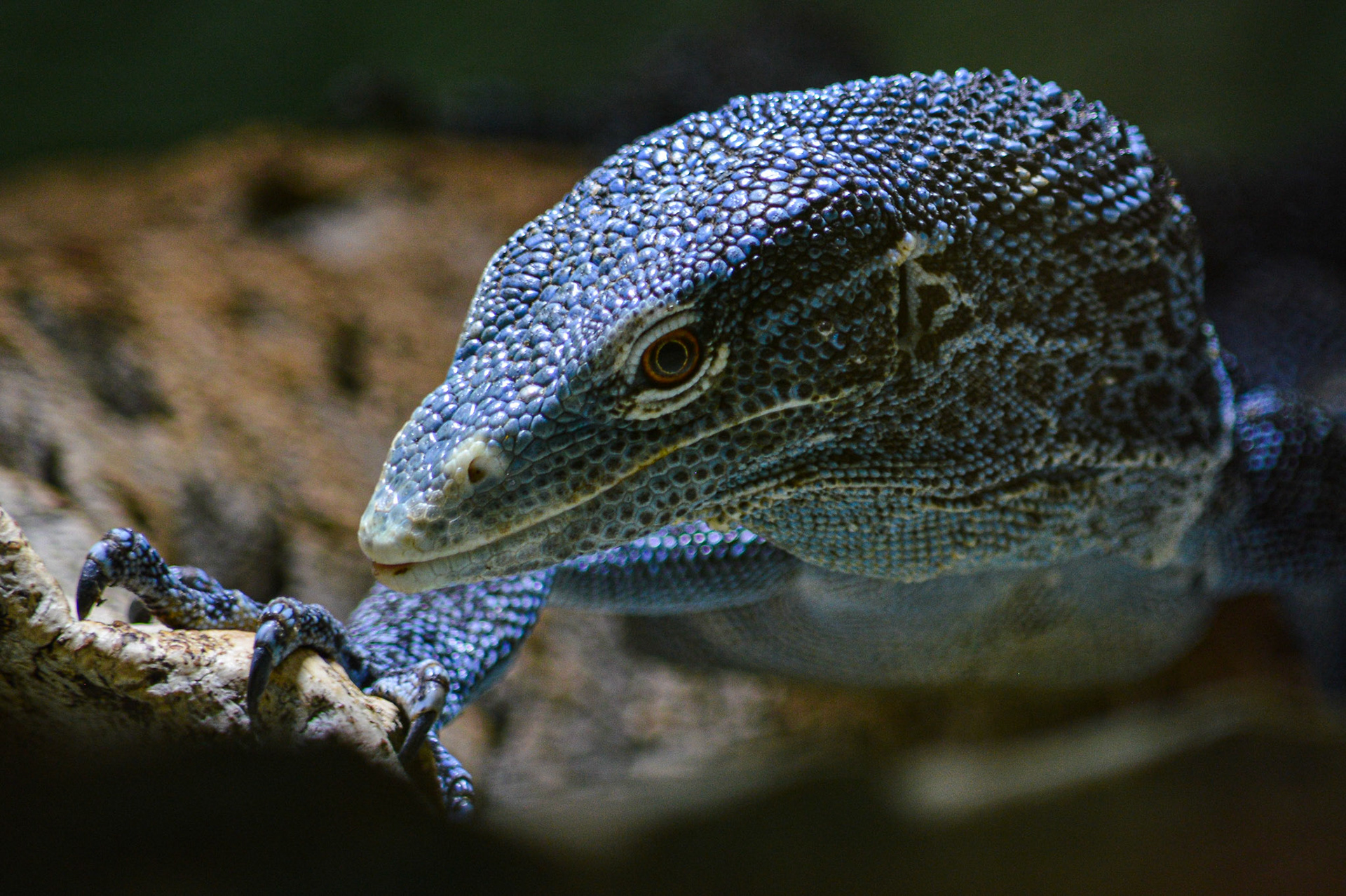 TROPIQUARIUM DE SERVION