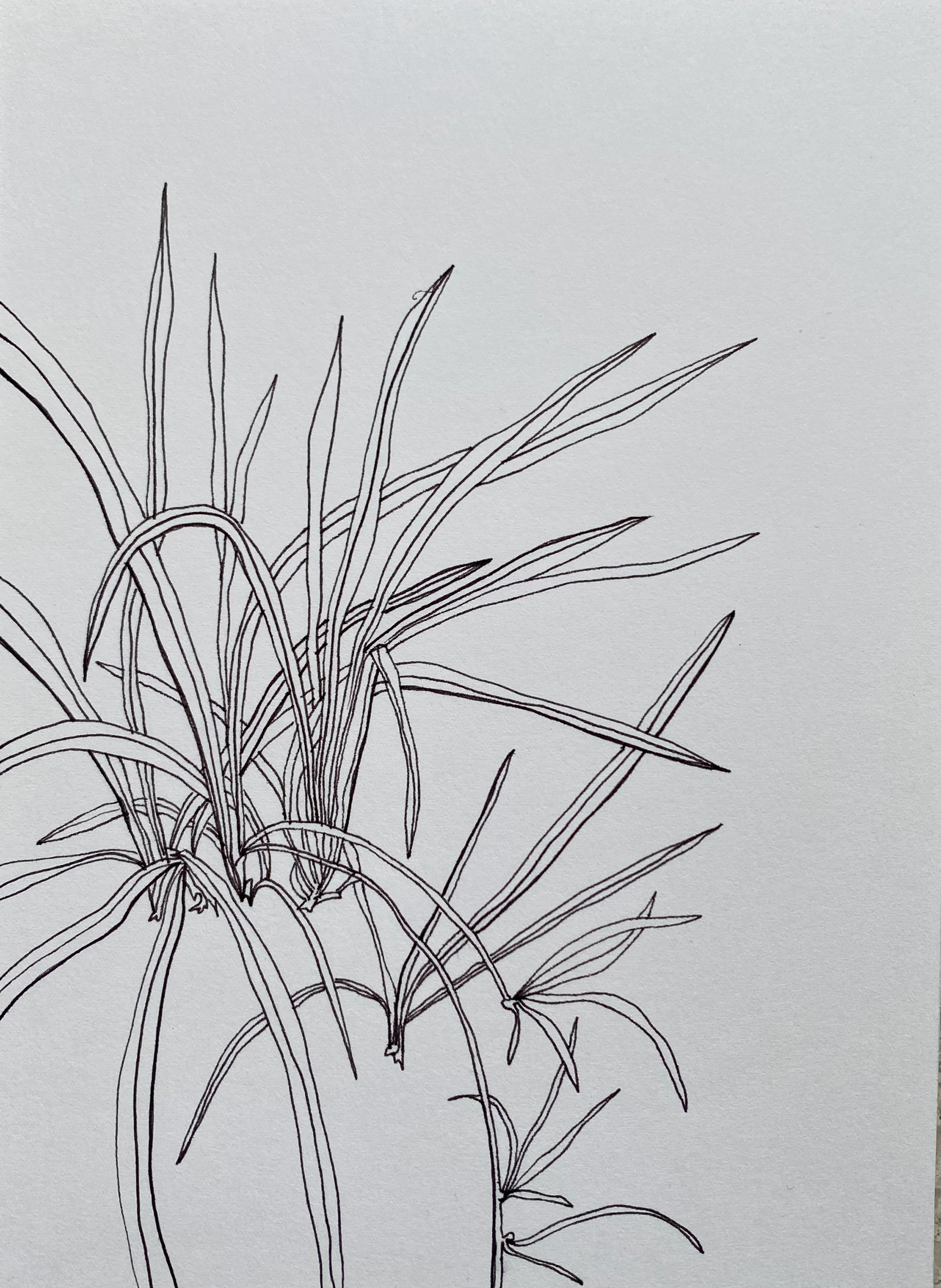 Green Garden, ink on cardboard, 16 x 22 cm, 2023