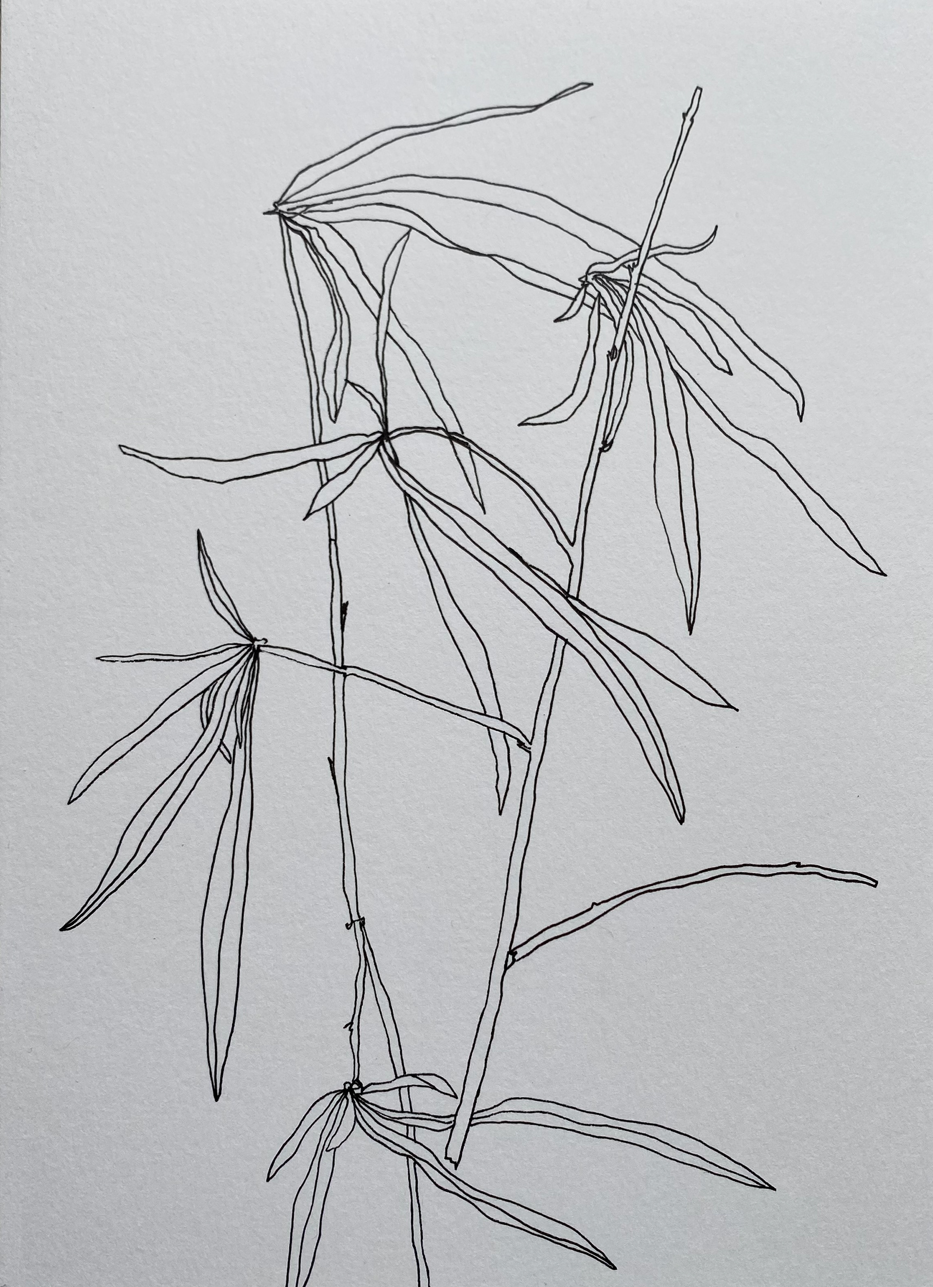Green Garden, ink on cardboard, 16 x 22 cm, 2023