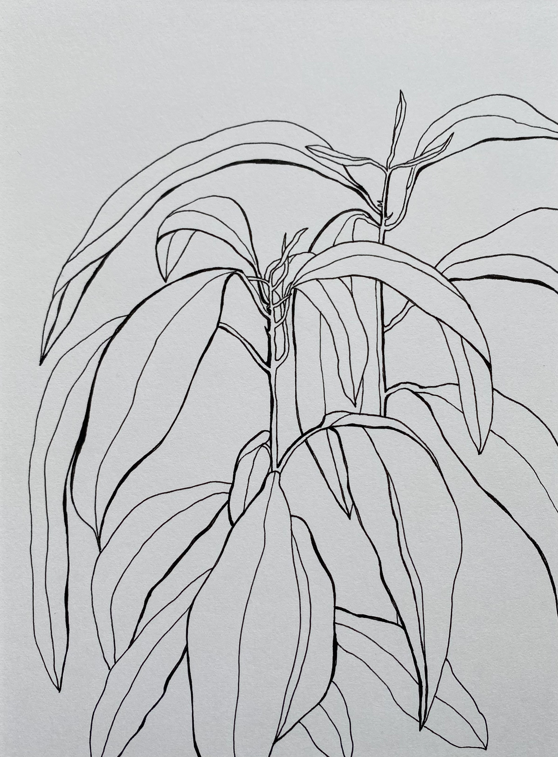 Green Garden, ink on cardboard, 16 x 22 cm, 2023