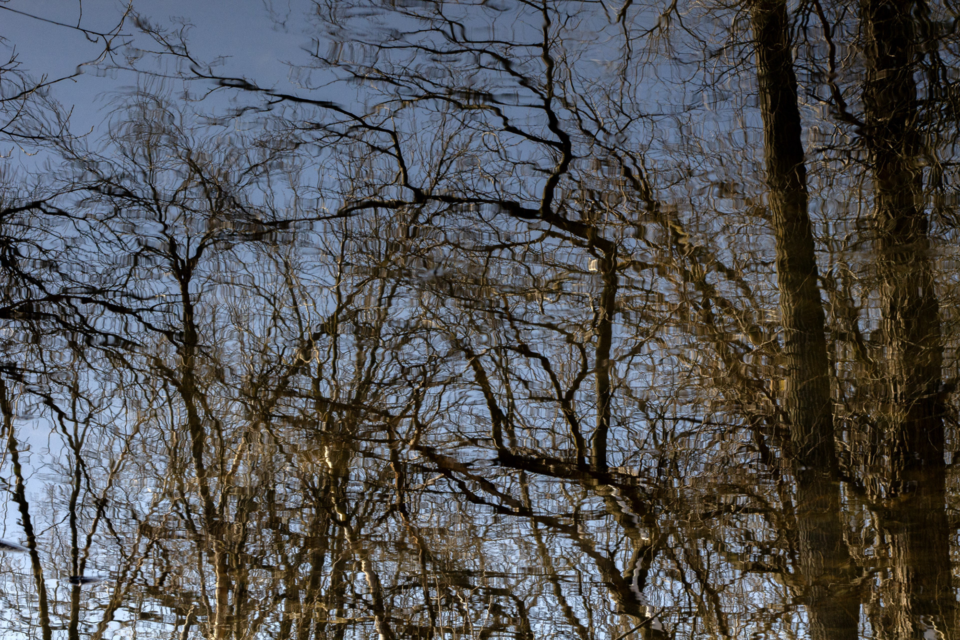 Tree World 3 (Portal)