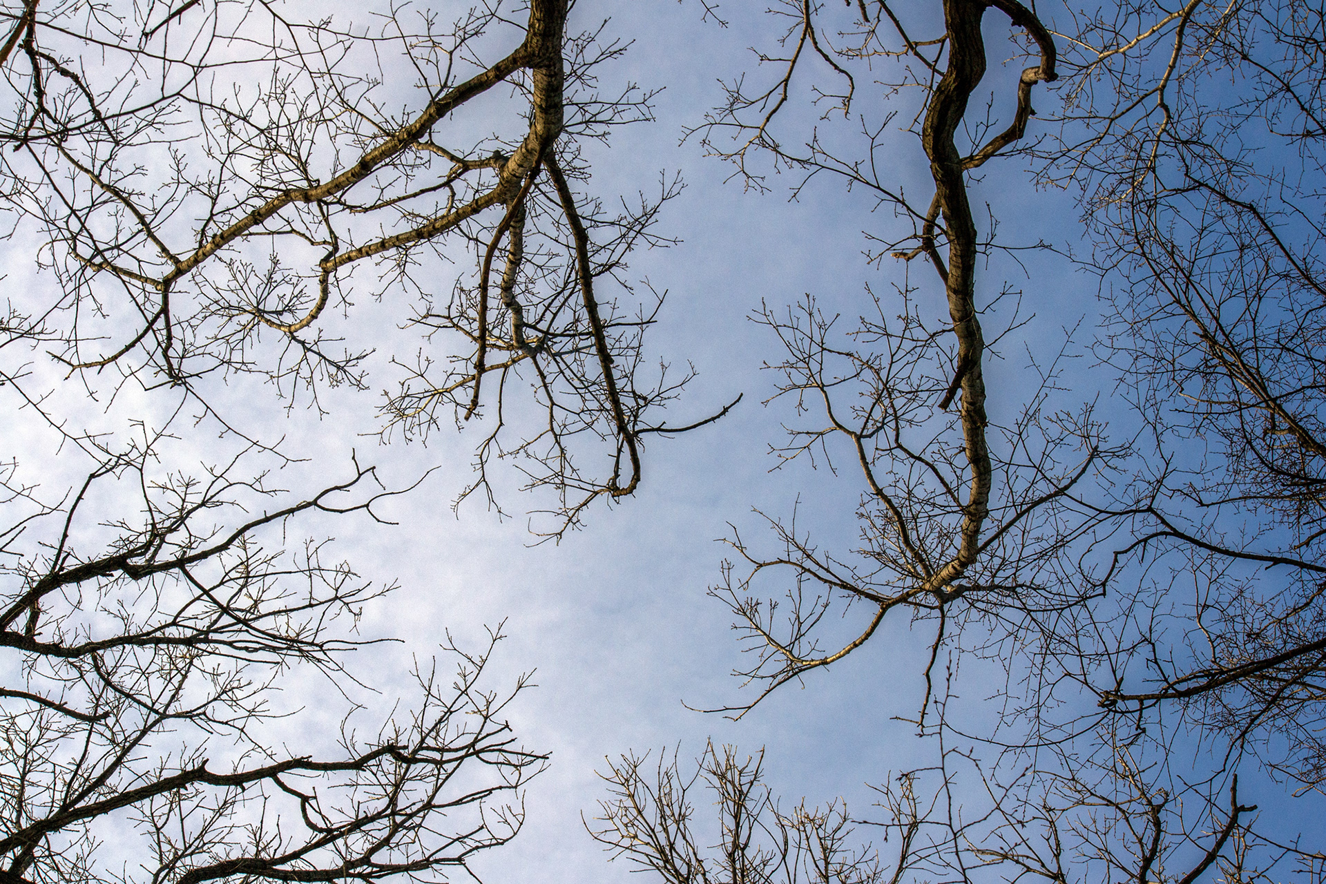 Tree World 2 (Firmament)