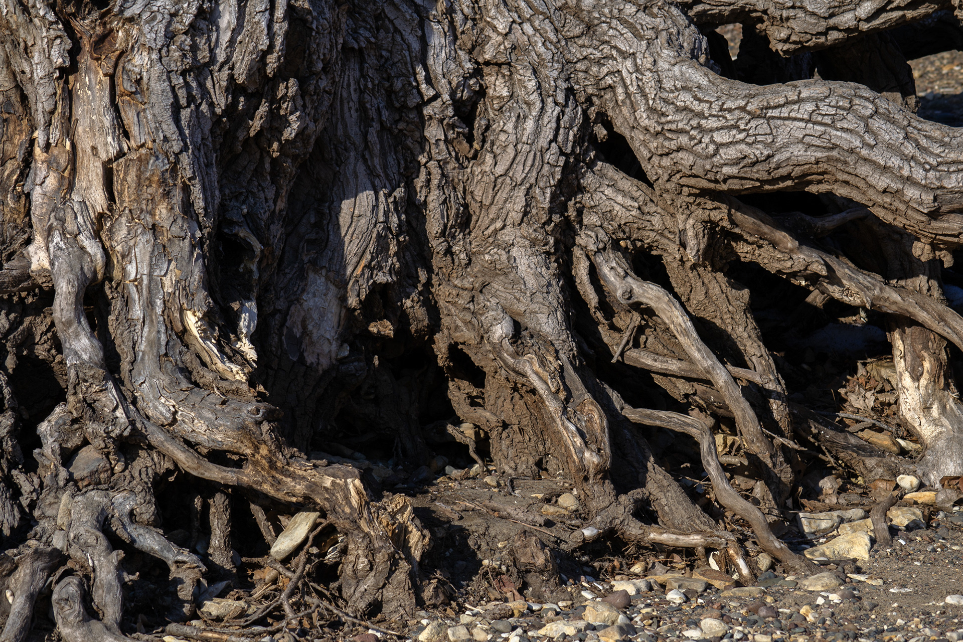 Tree World 4 (Foundation)