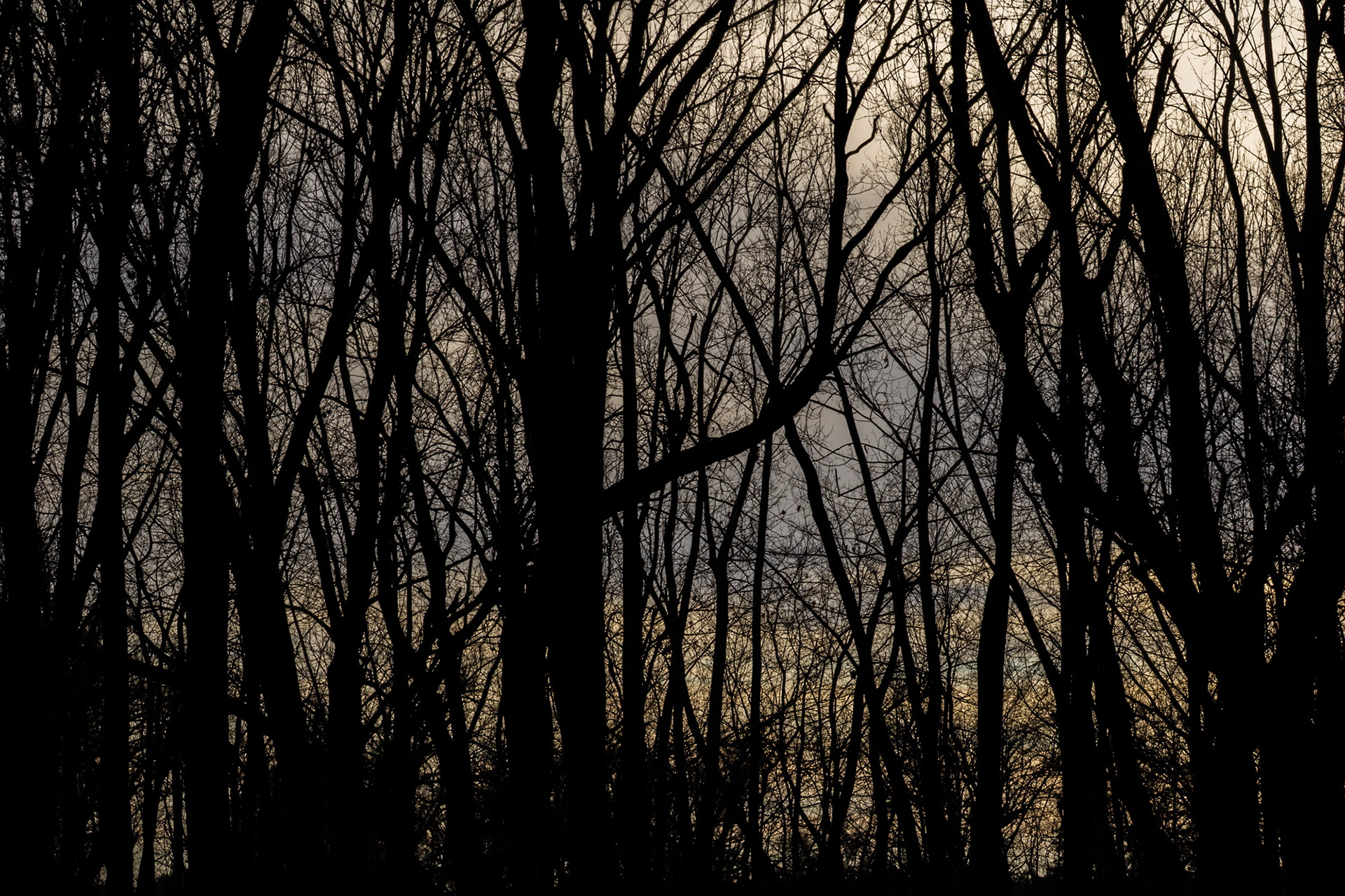 Tree World 1 (Tracery)