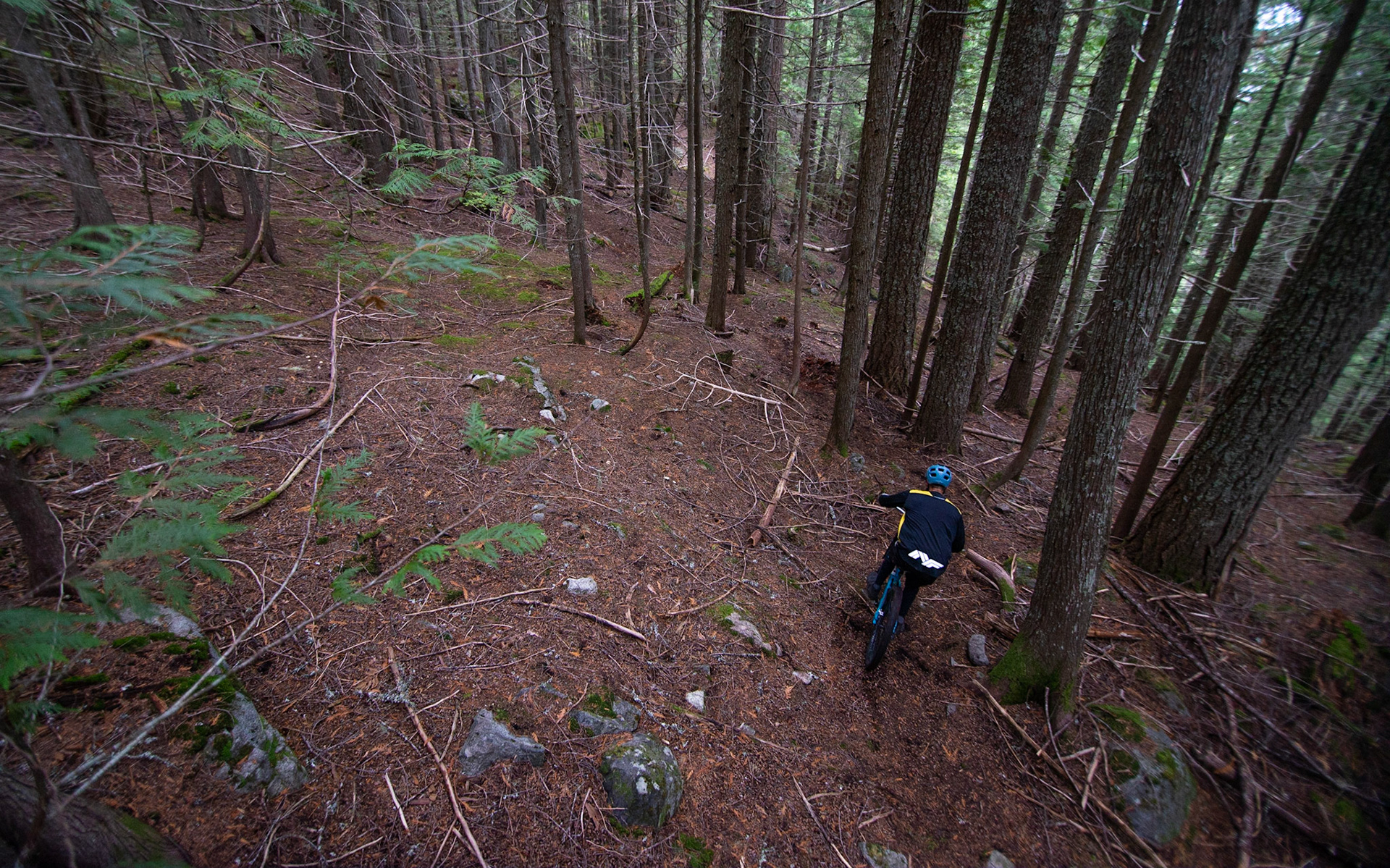 The forest is alive