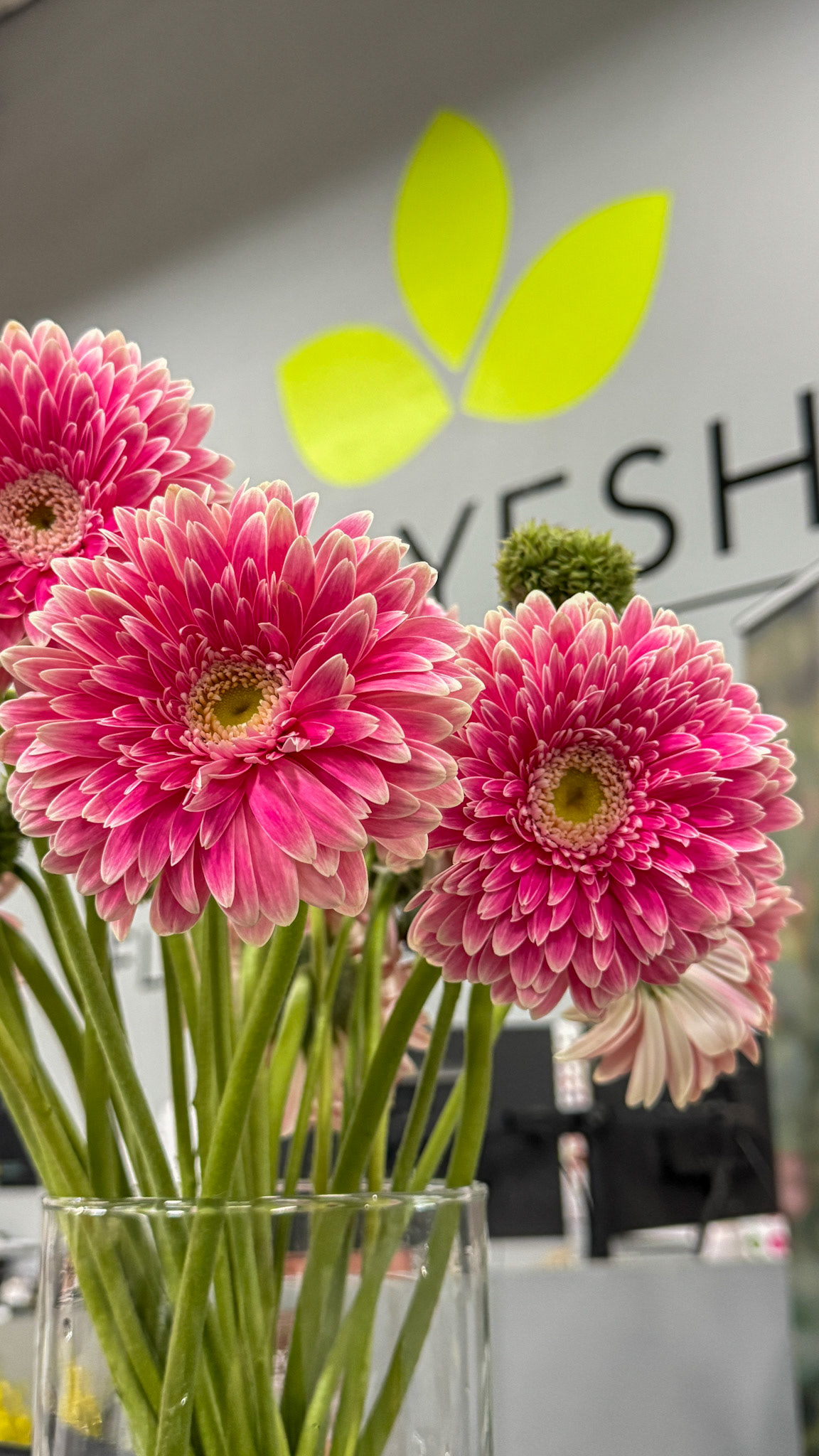 Brand New varieties of Gerbera.