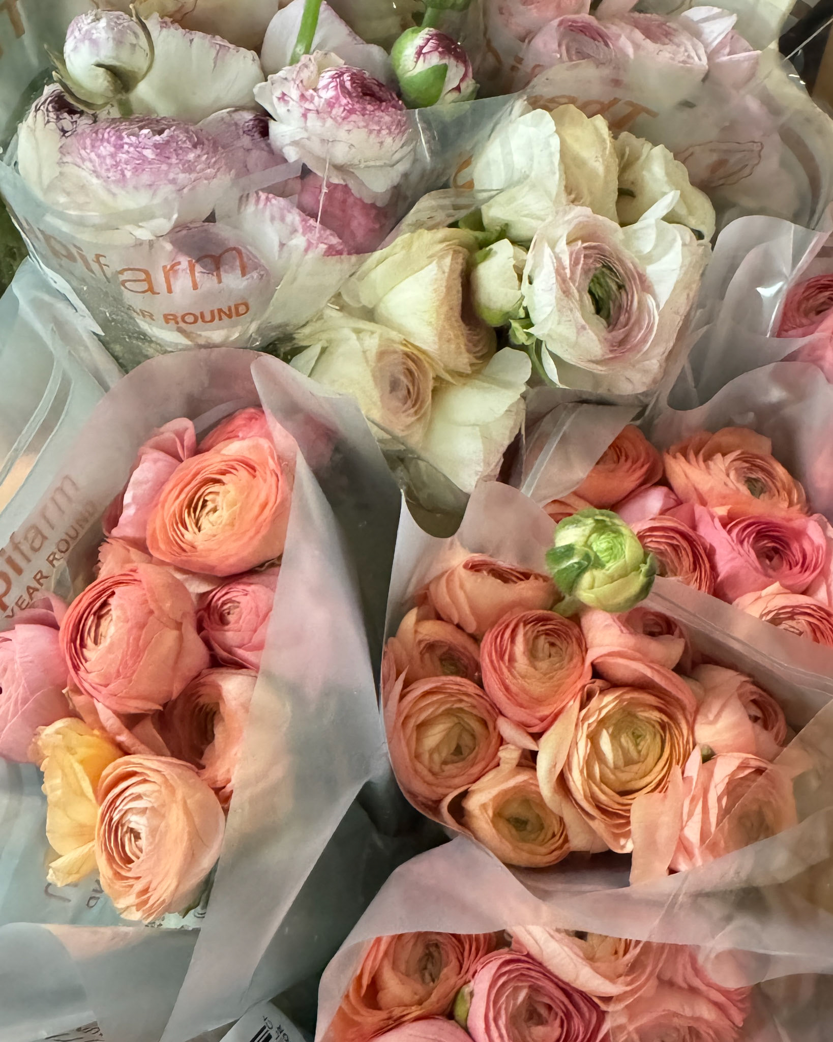 Many Ranunculus bunches including Cappuccino