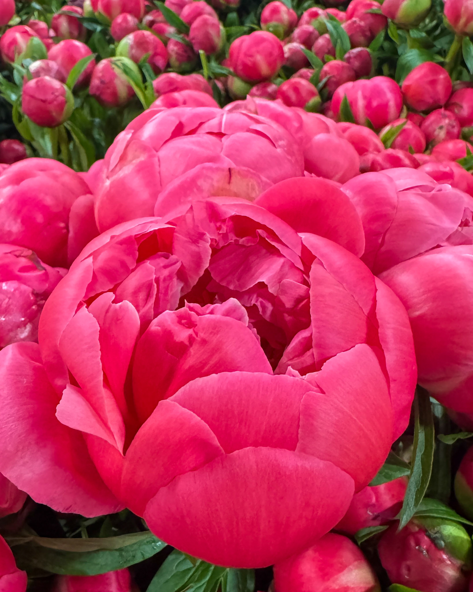 A Coral Charm Peony at peak bloom.