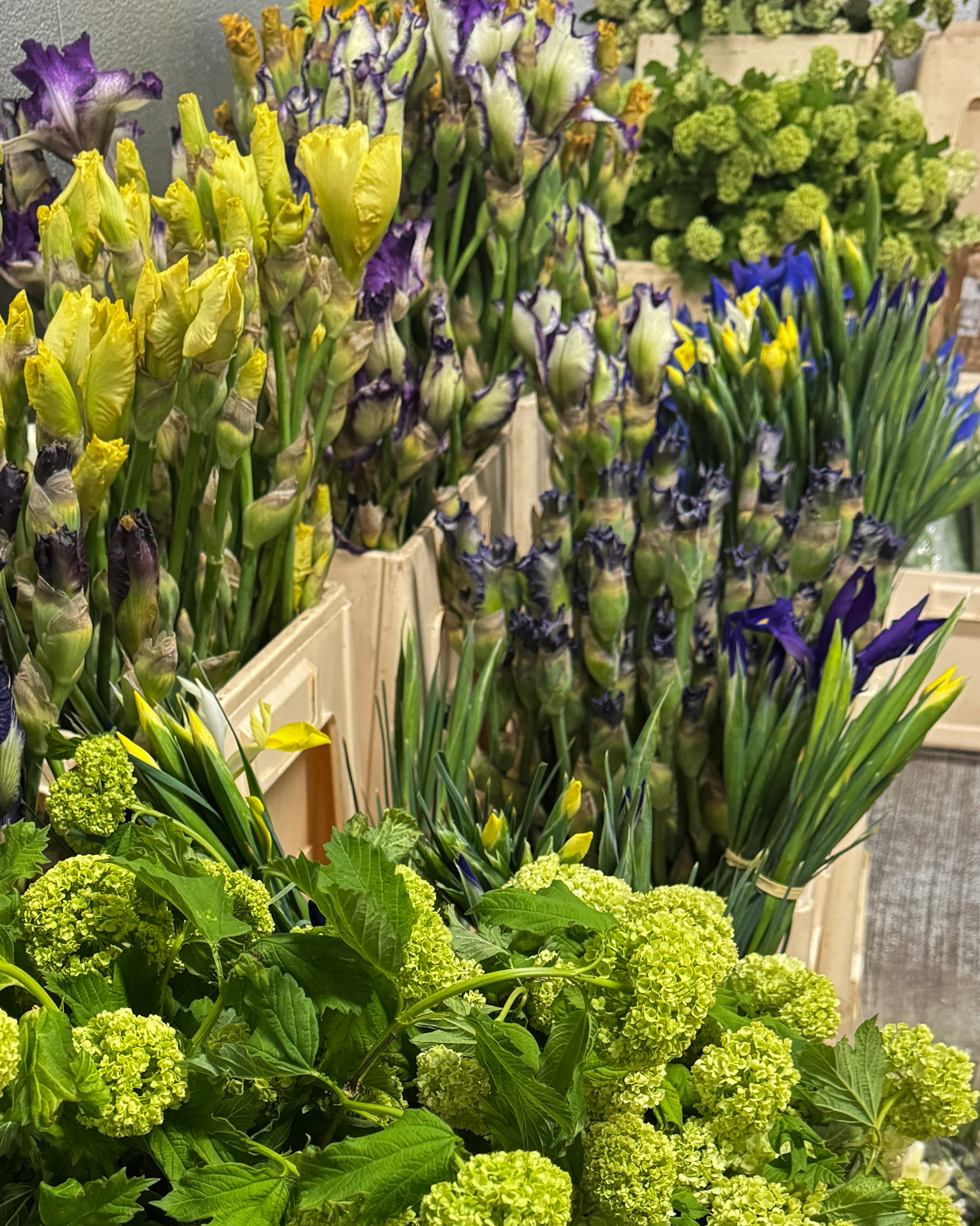 Locally grown bearded iris.