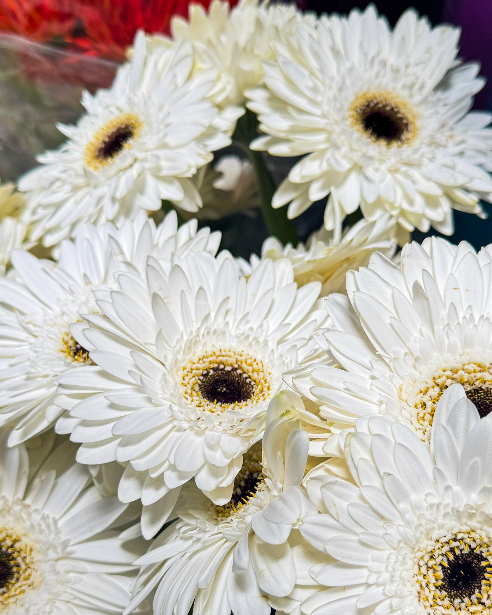 Black centered, bright white Gerbera Daisiees.
