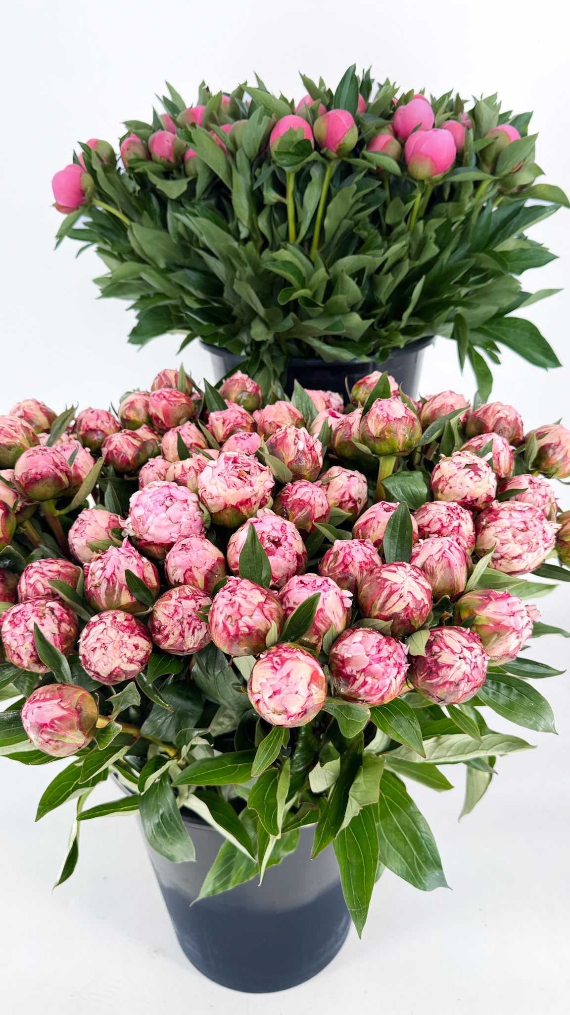 Peony's- including Etched Salmon & Sarah Bernhardt