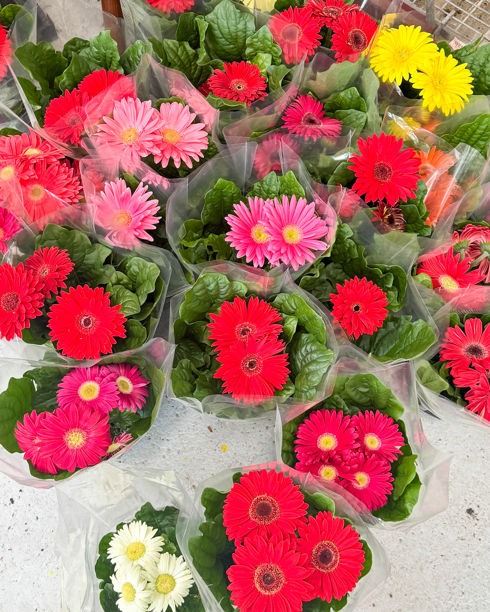 4" Gerbera Daisy potted plants.