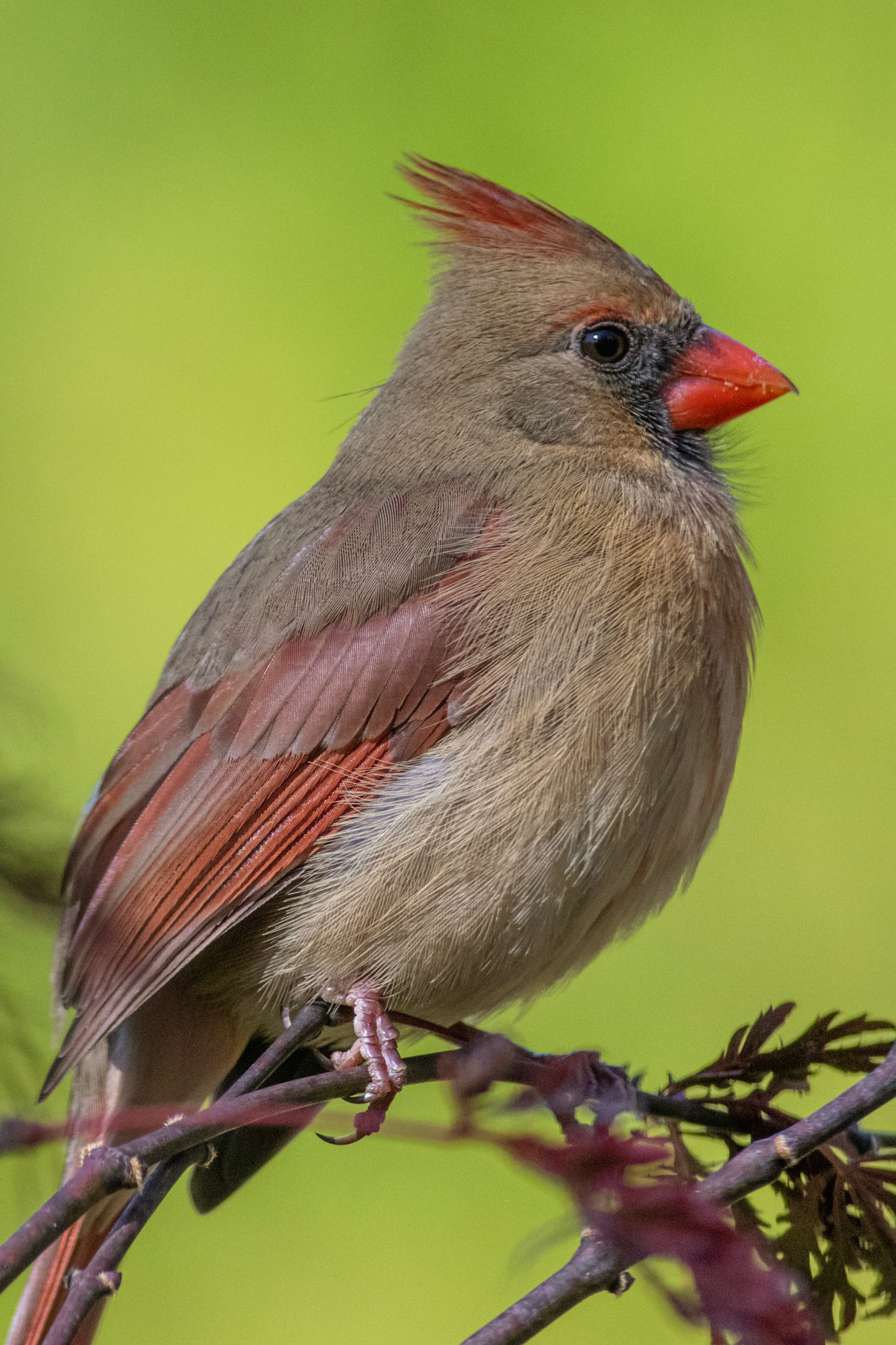 14 - Greeting Card Cardinal