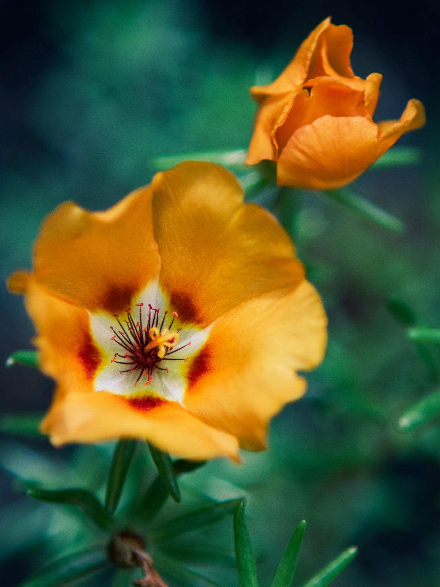 27 - Lovely Moss Rose