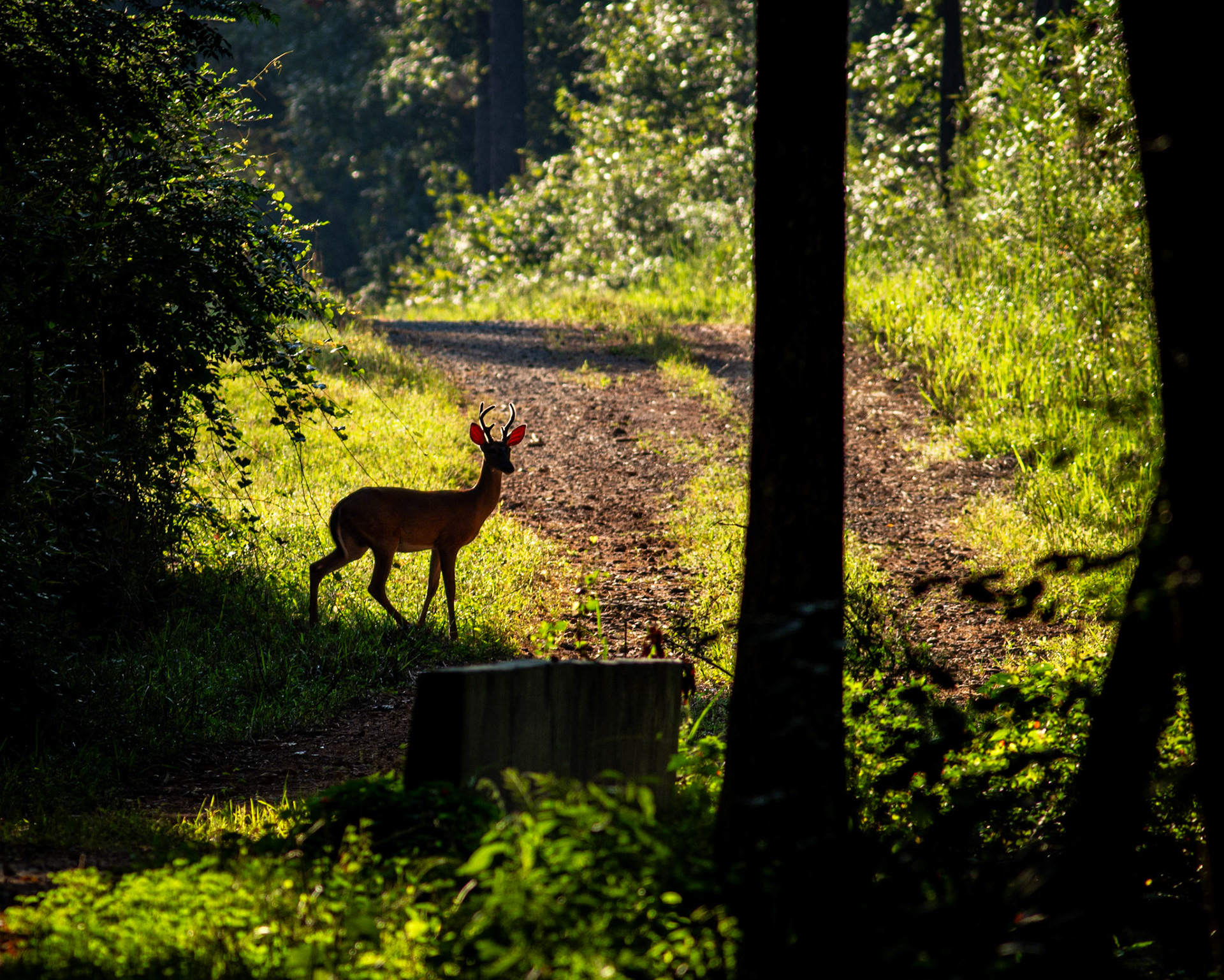 03 - Chickasawhatchee 5 Point