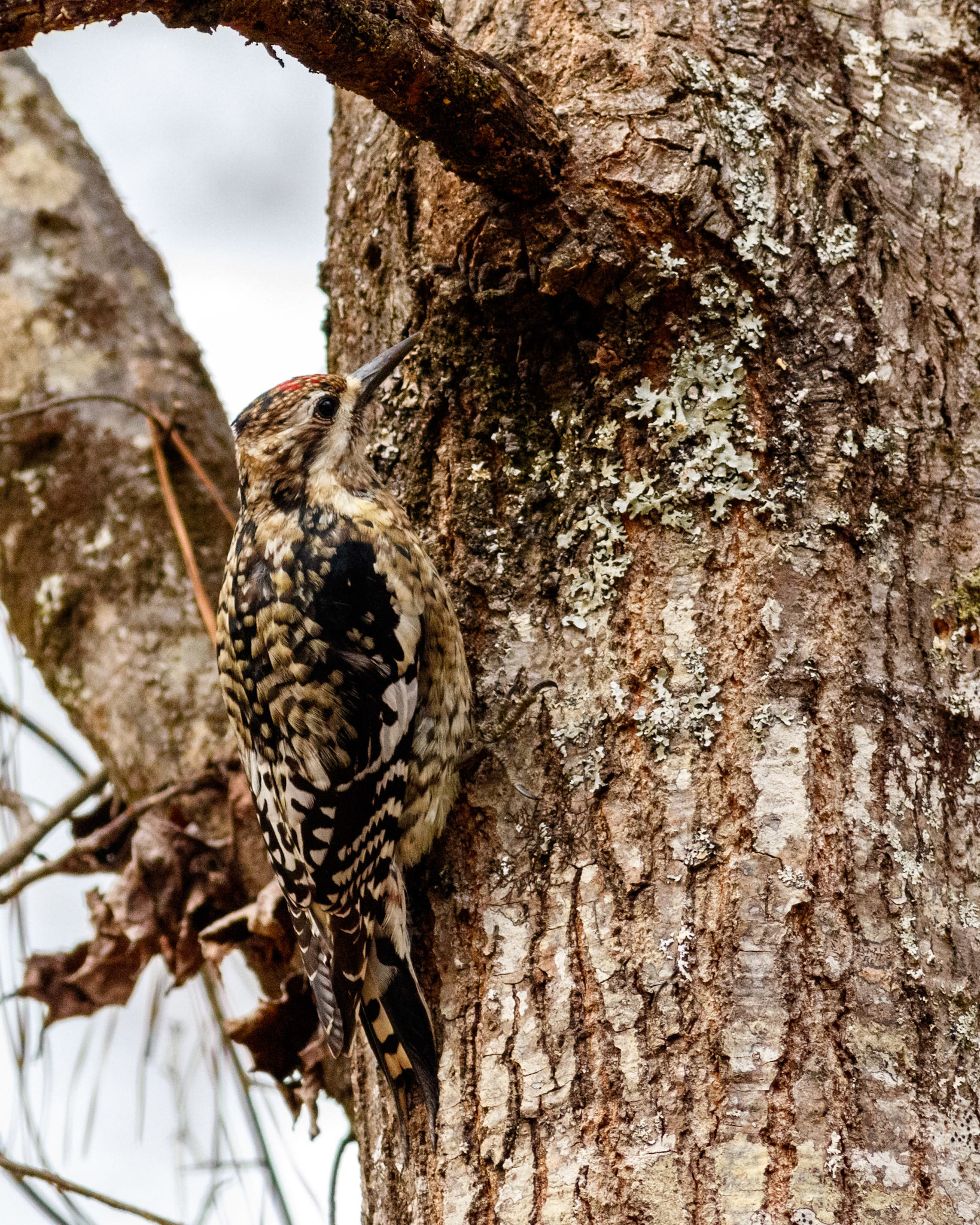 16 - Sapsucker Buffet