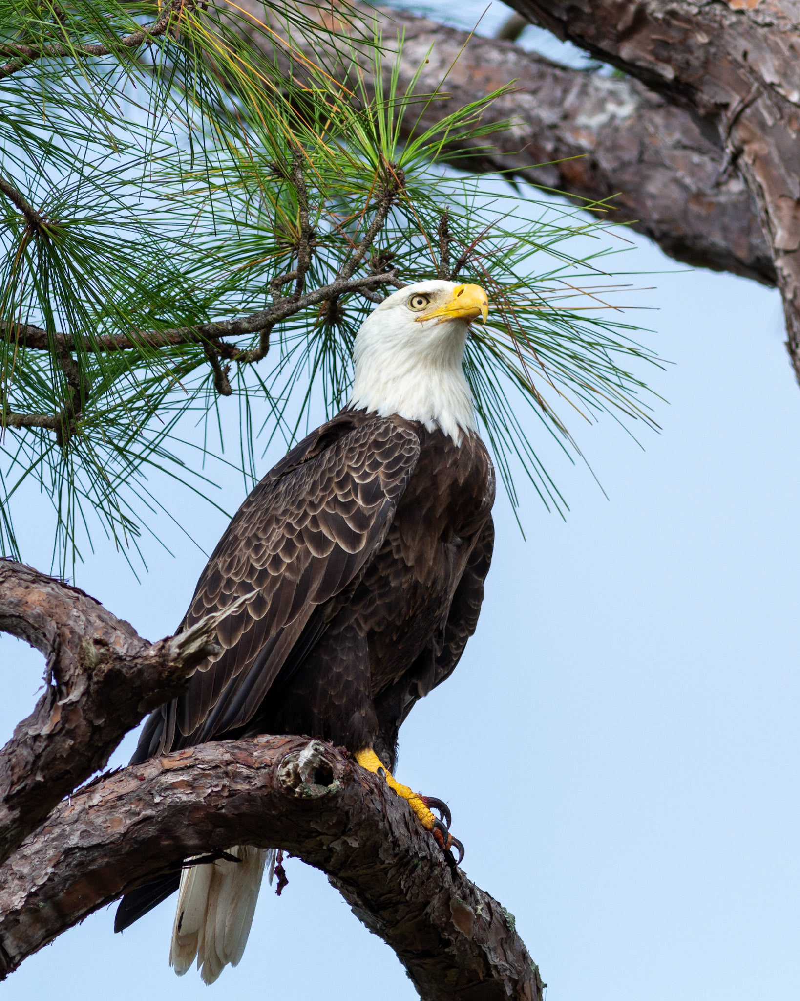 10 - America Bird, GO!