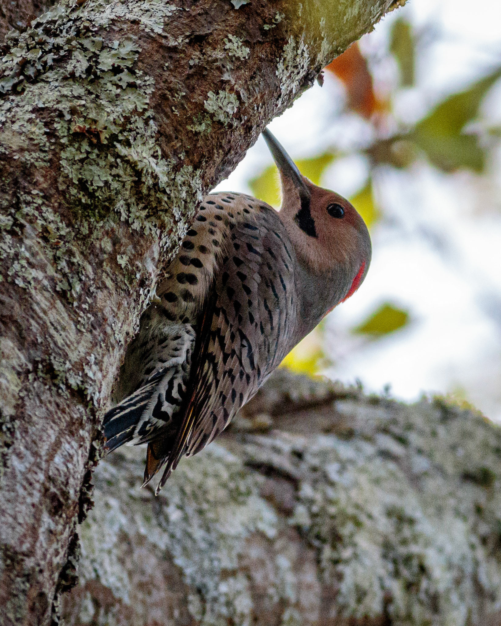 65 - A Whiskered Hello