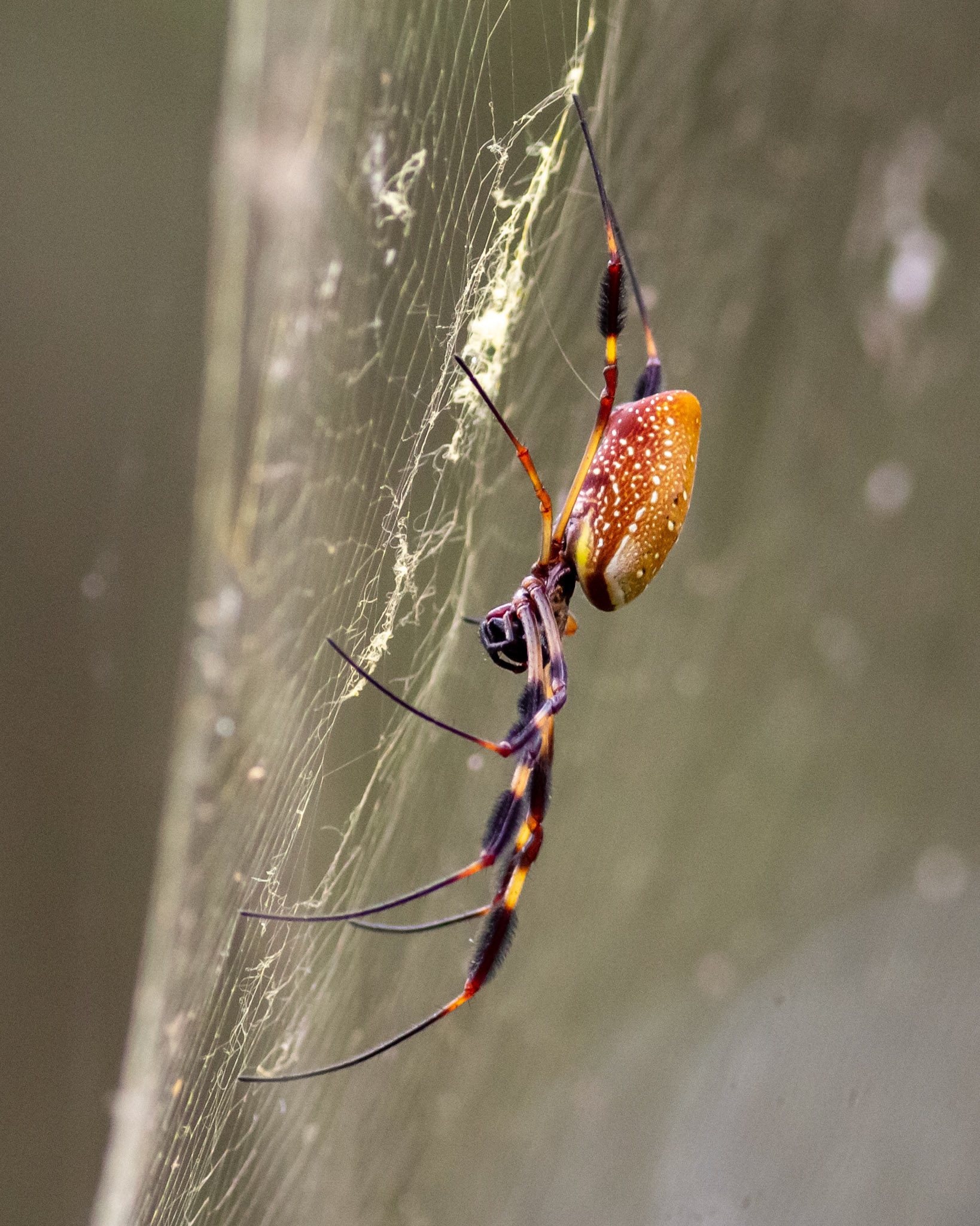 09 - A Spider in Her Web