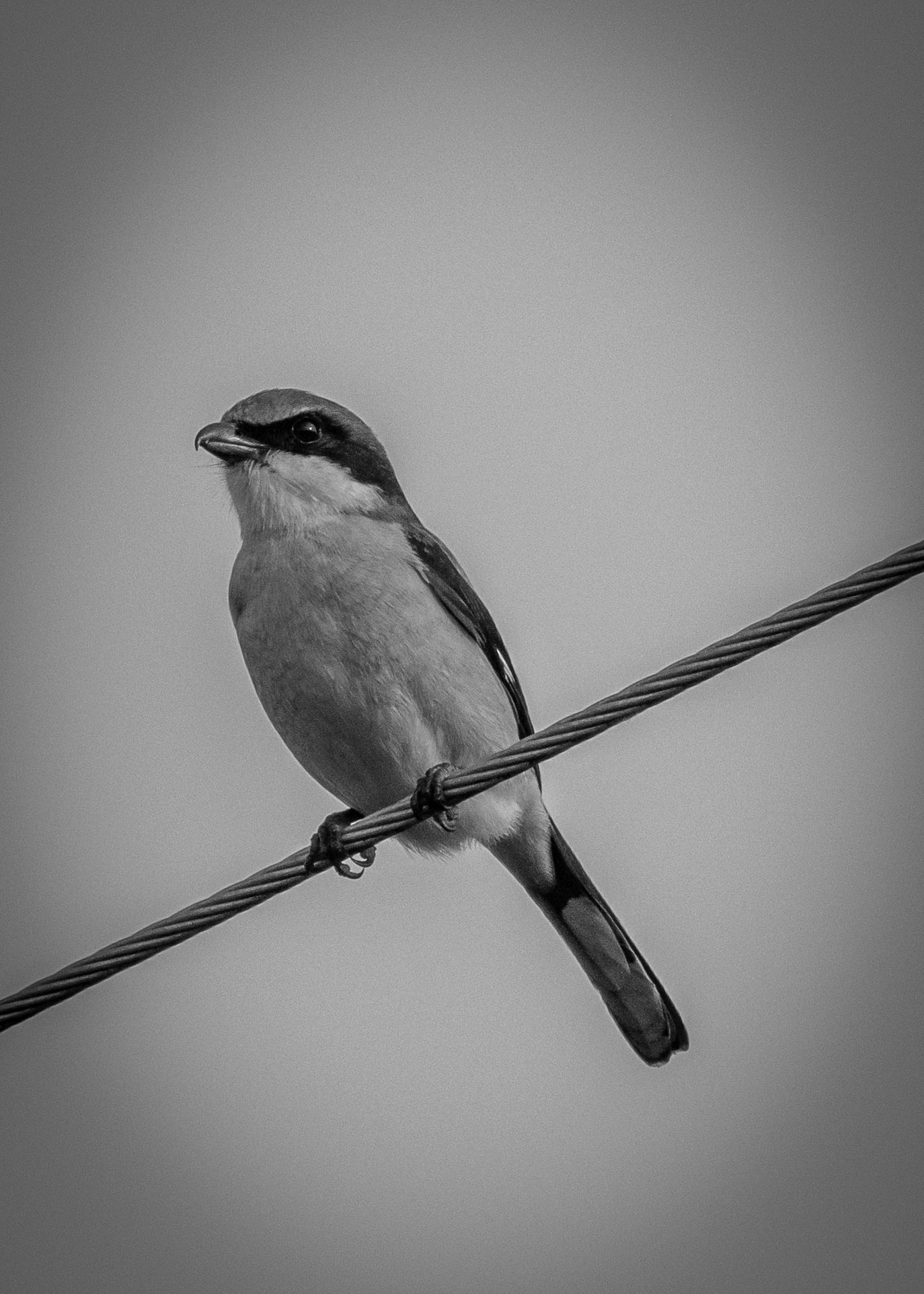 Butcher Bird_B&amp;W