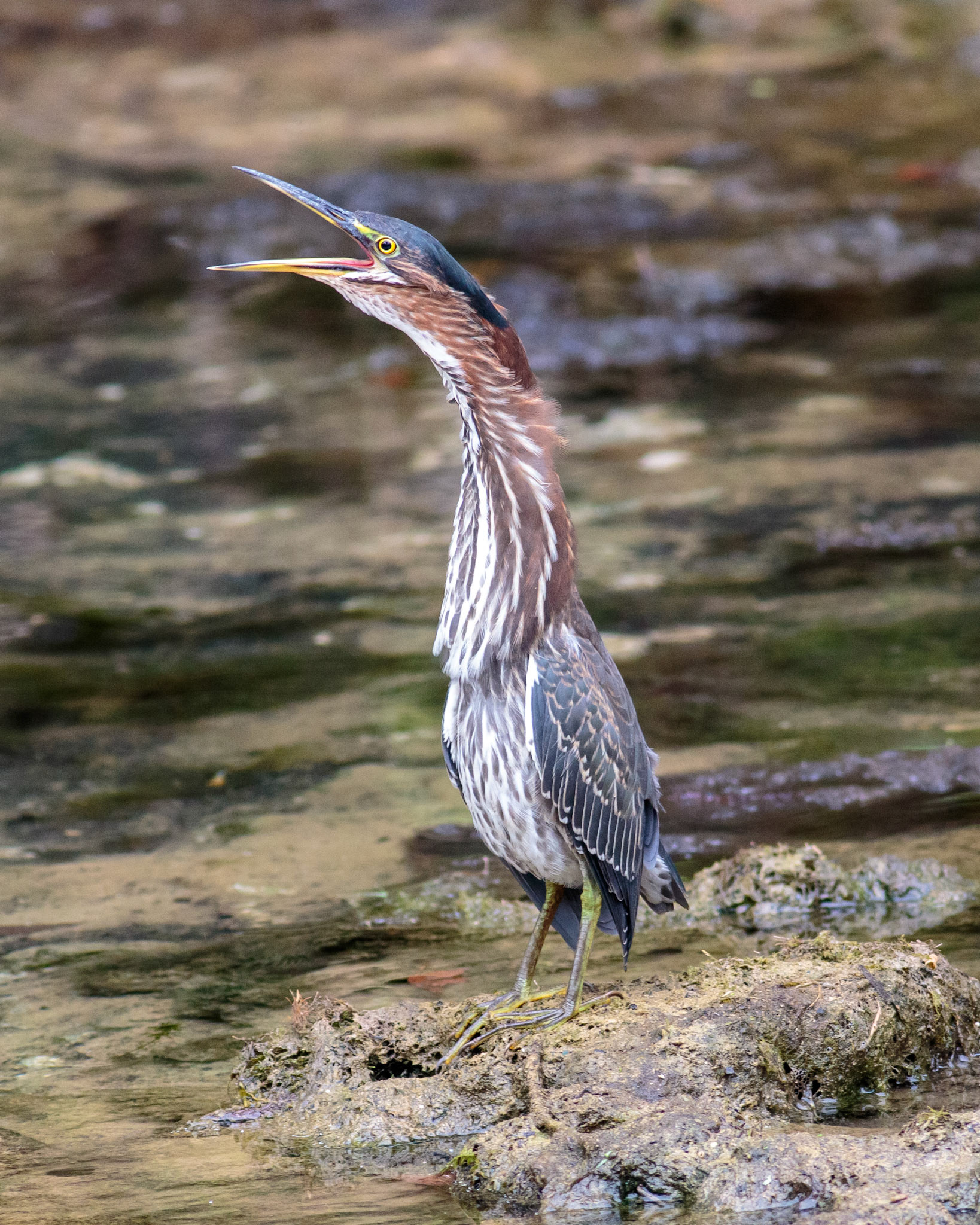 50 - The Green Heron’s Goods
