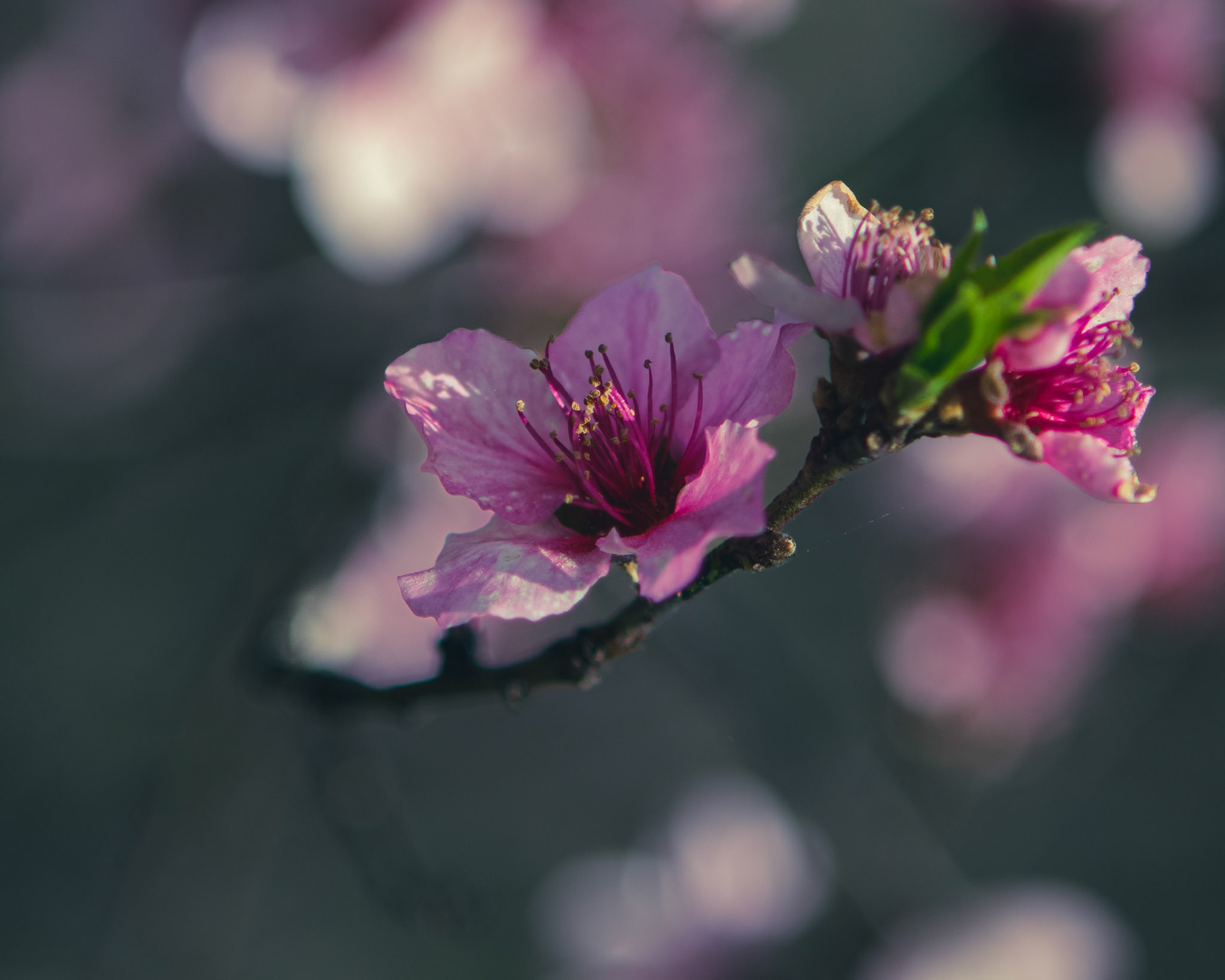 34 - Peach State Blossoms