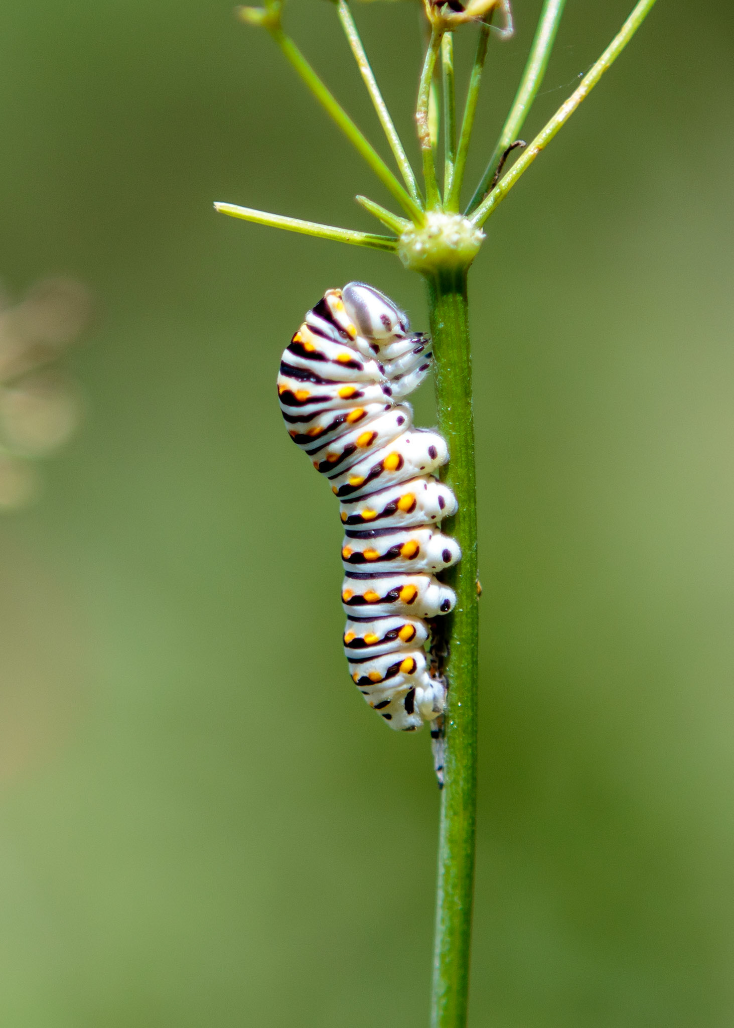 48 - Swallowtail on Anise