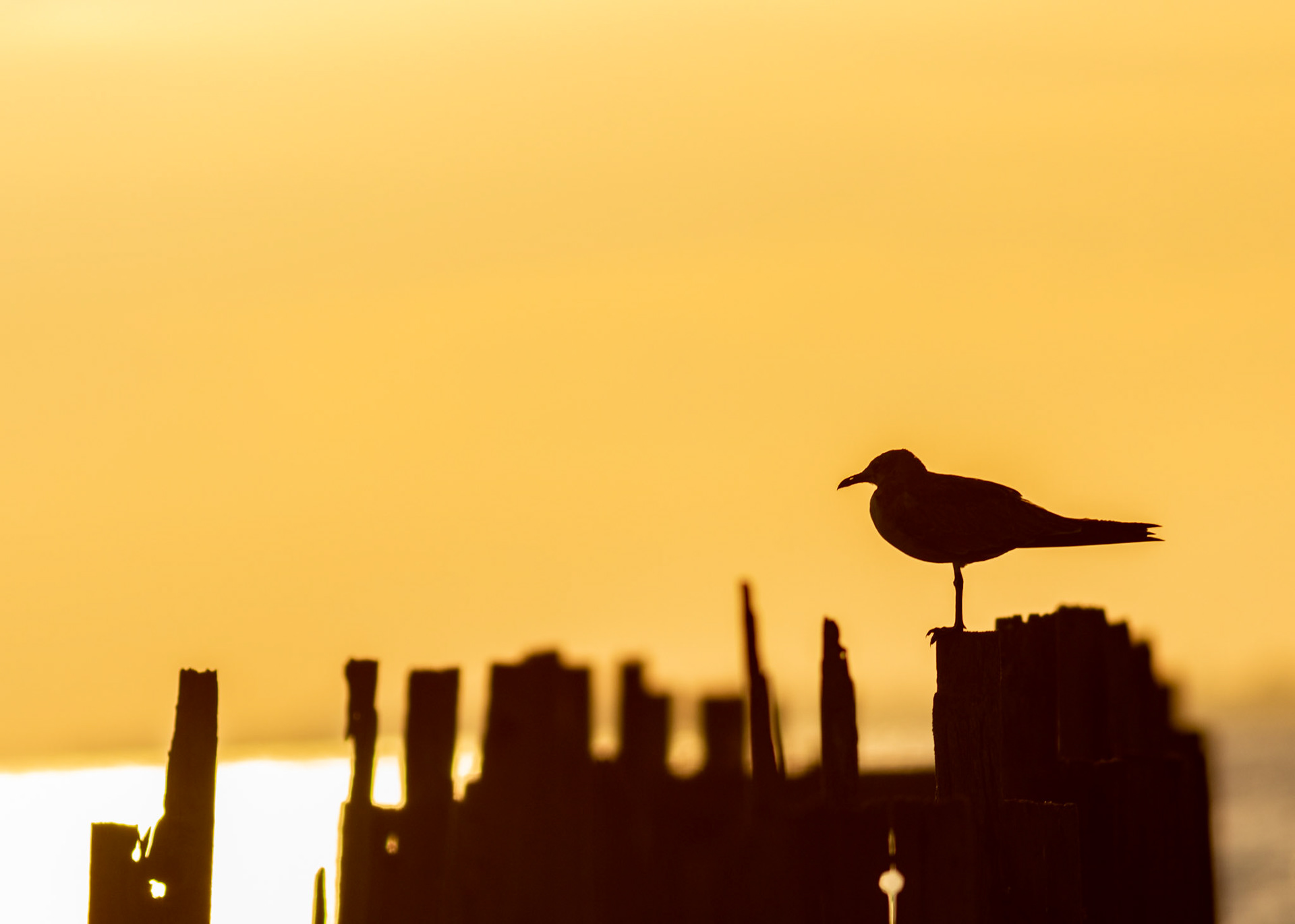 12 - Gull on the Sun